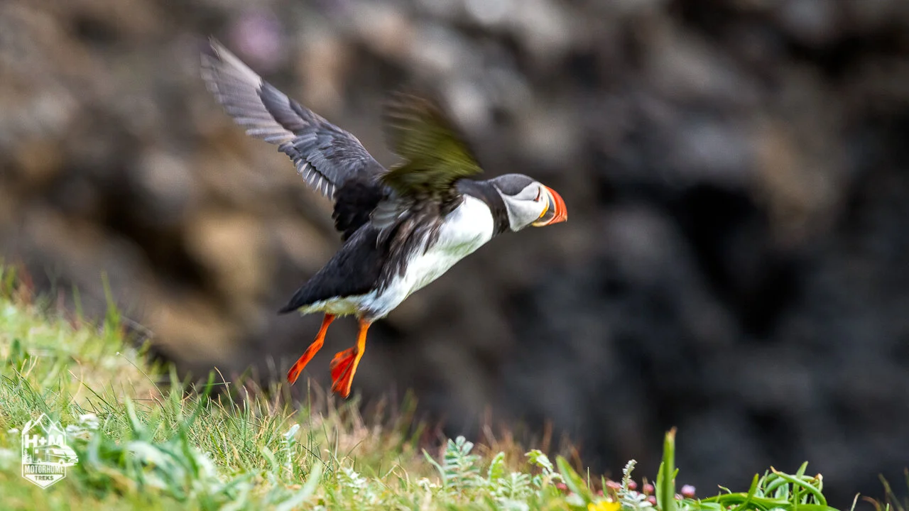 Sitting with Puffins 