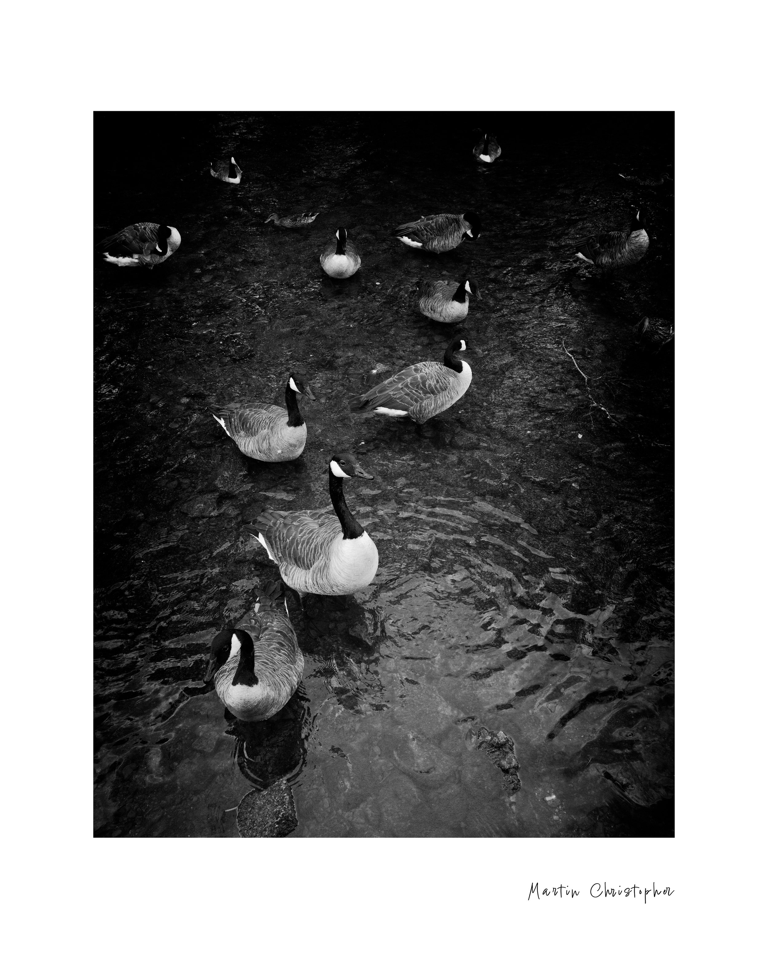 geese3.png