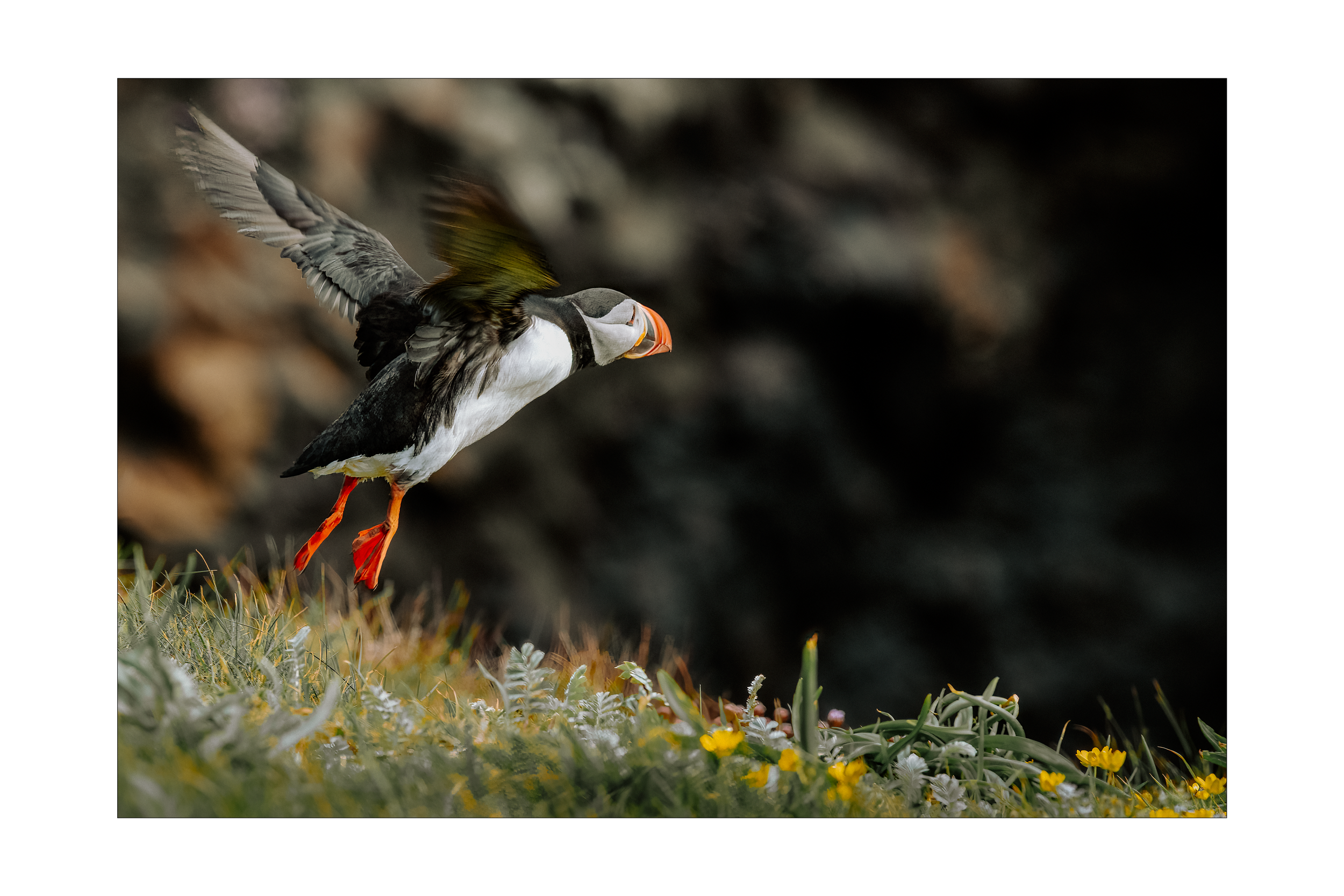 puffins6.png