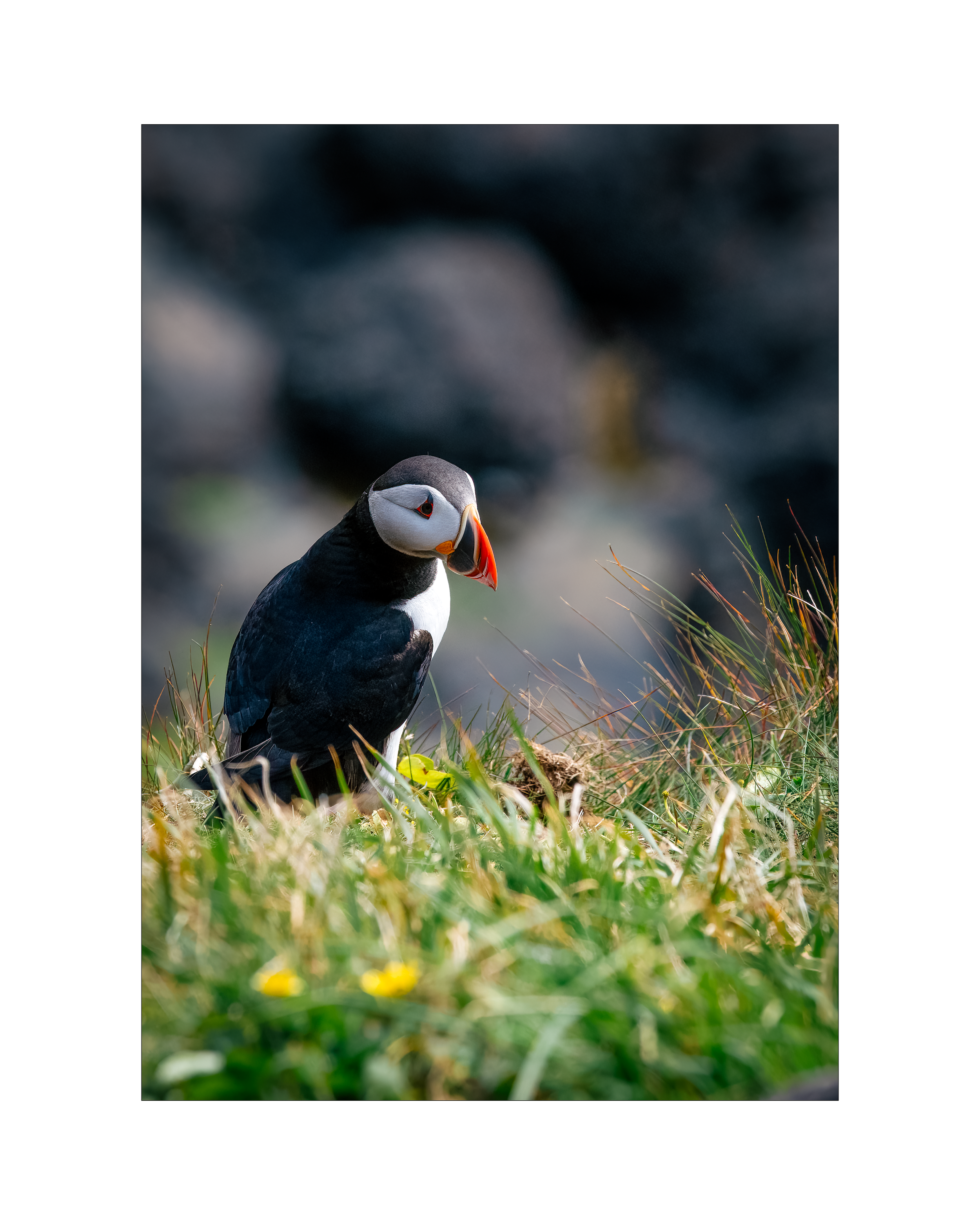 puffins5.png