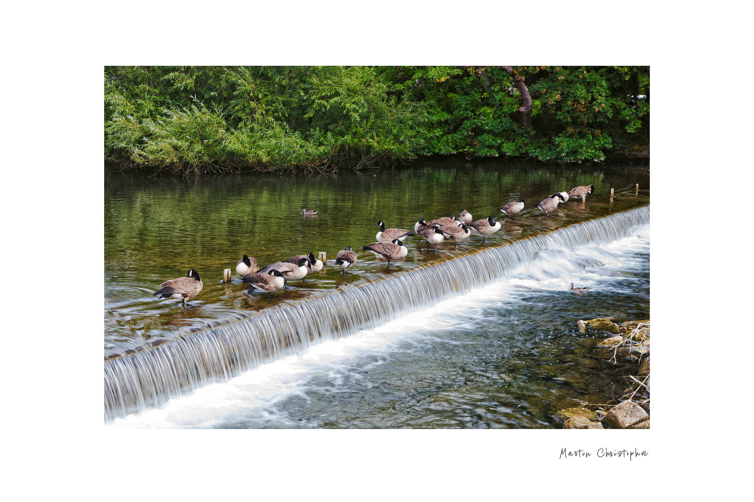 geese.png