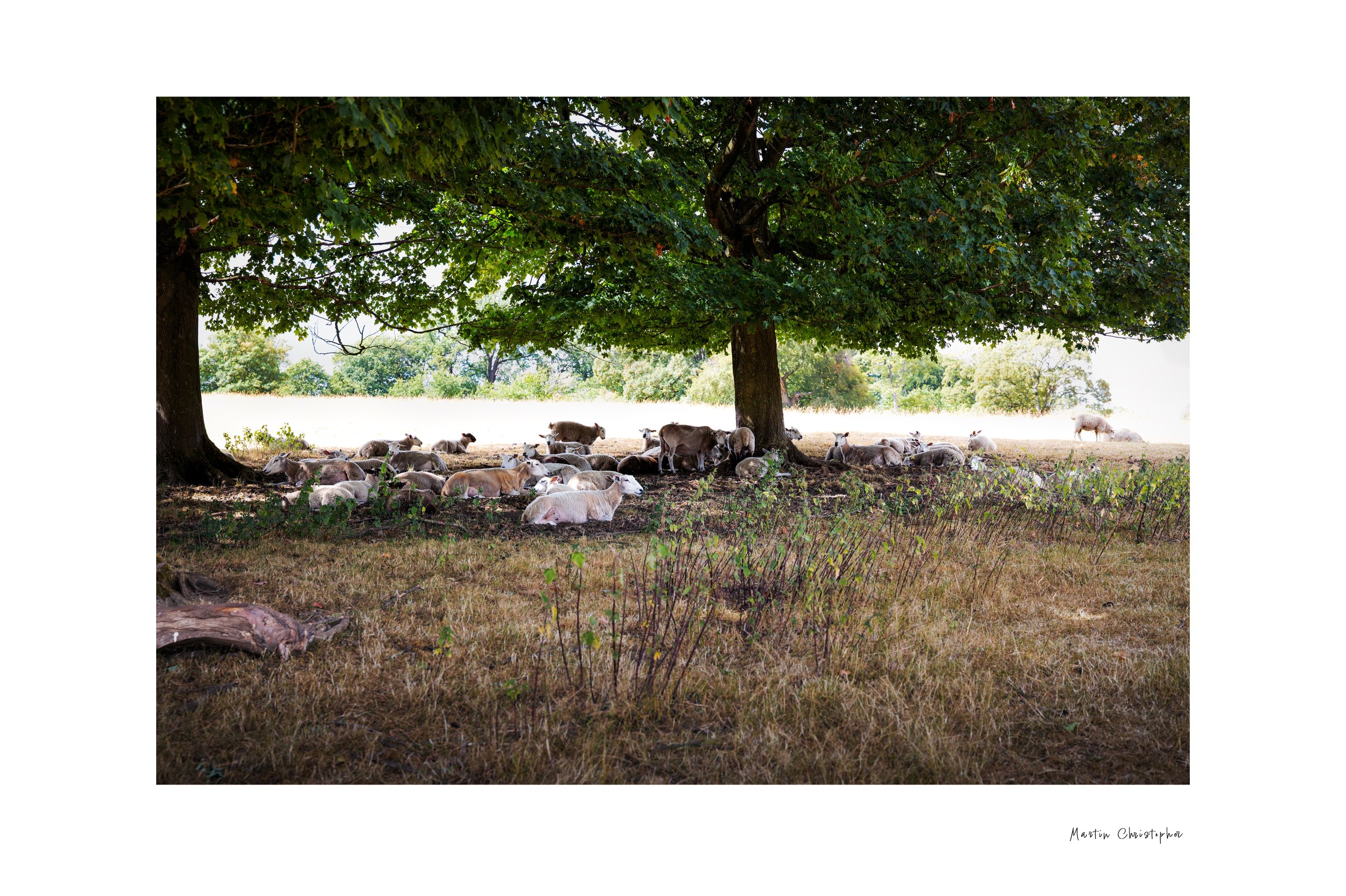 sheep2.jpeg