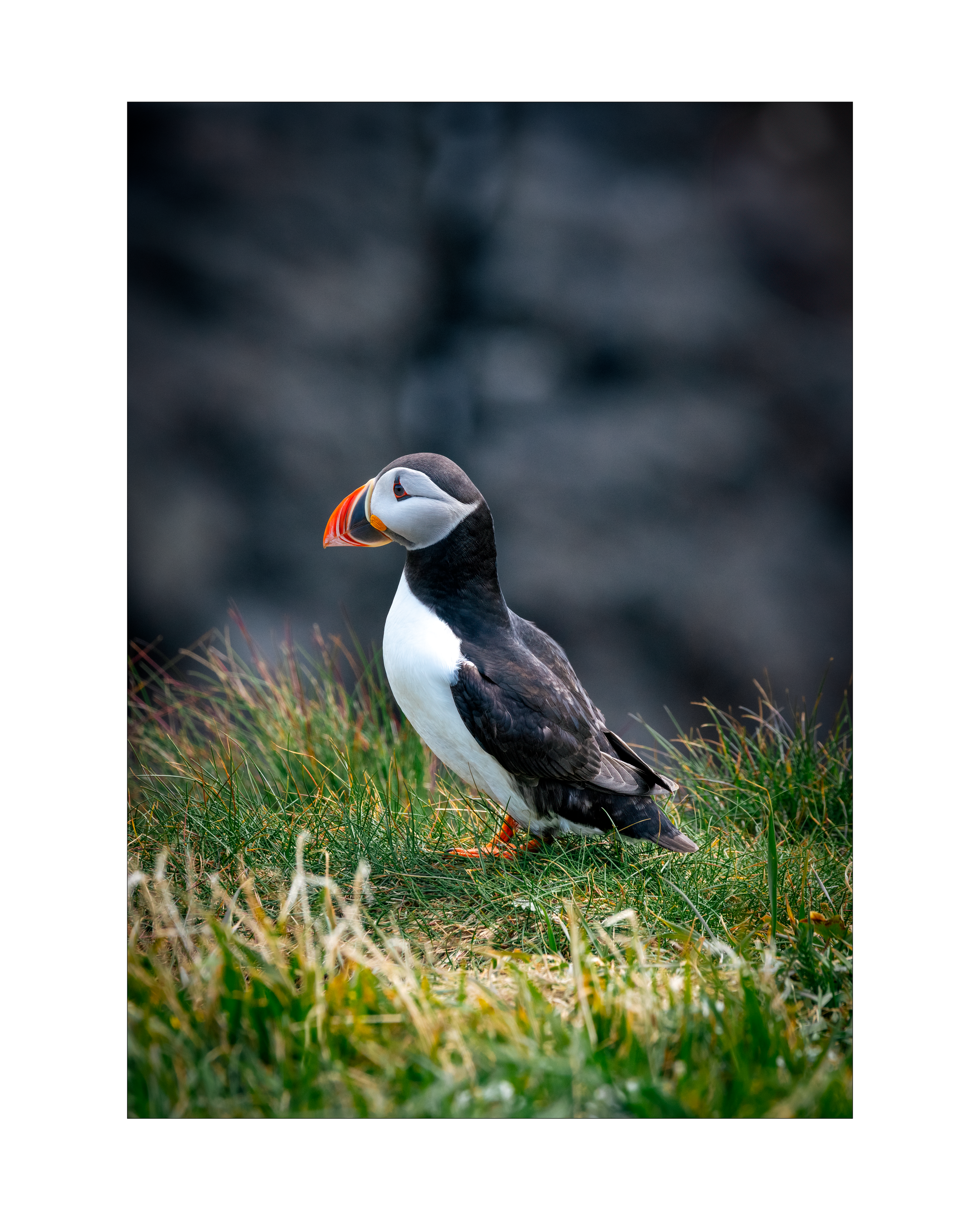 puffins4.png