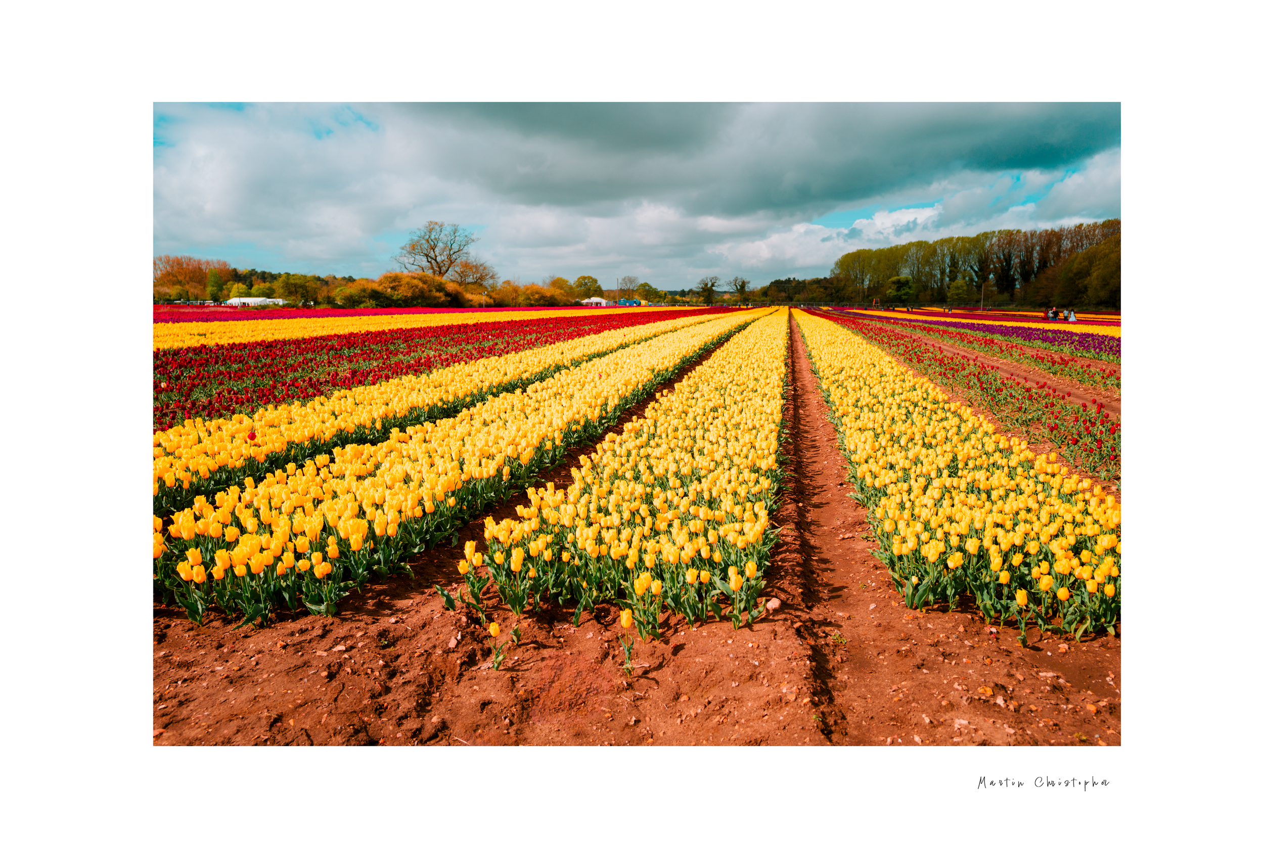 Tapping House Tulips