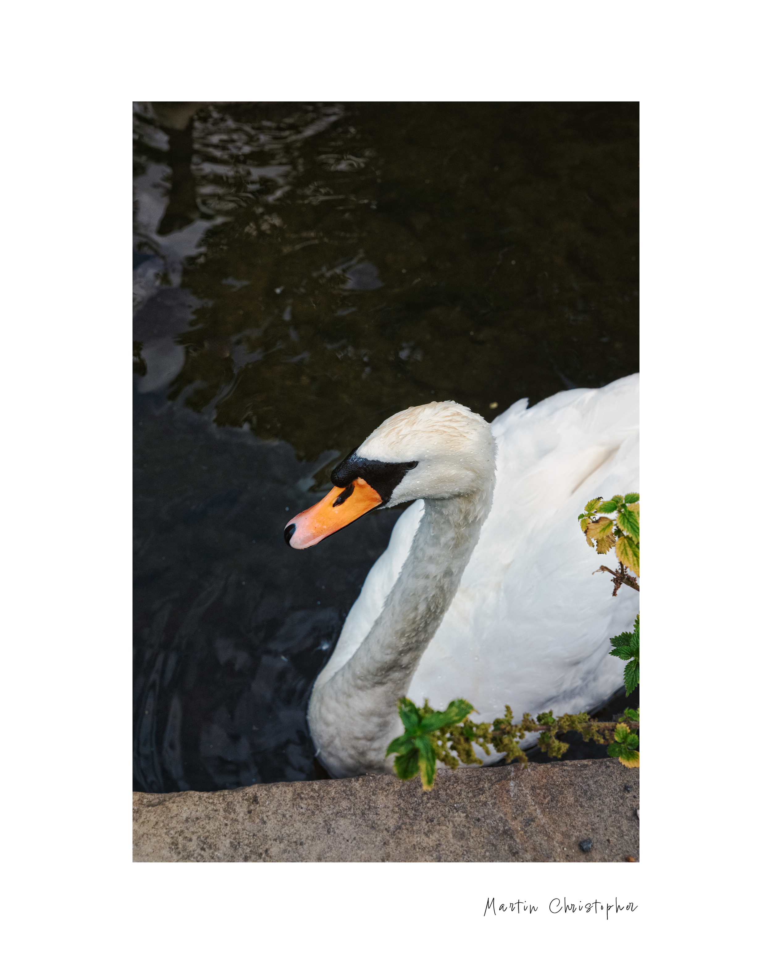 swan.png