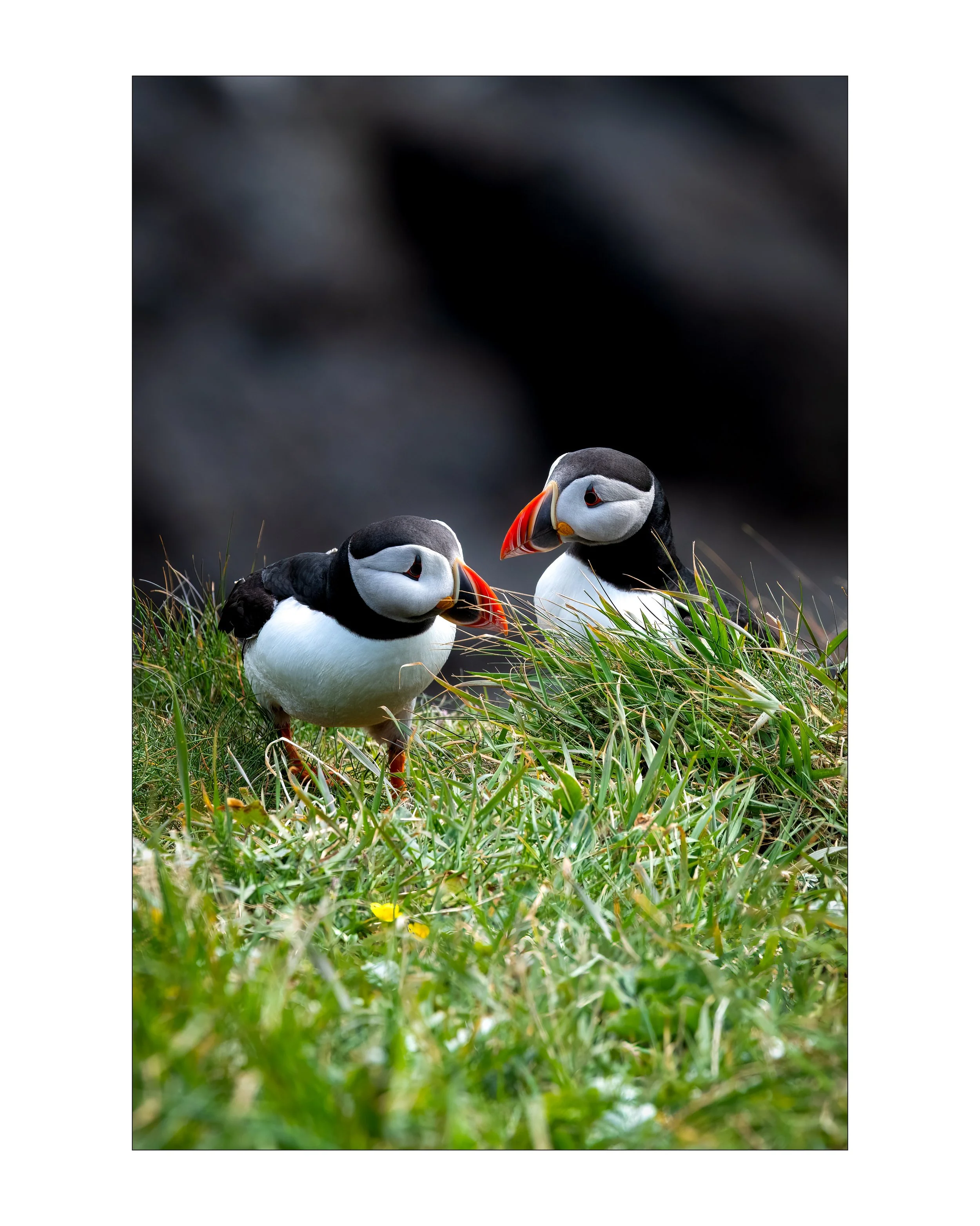 puffins3.jpeg