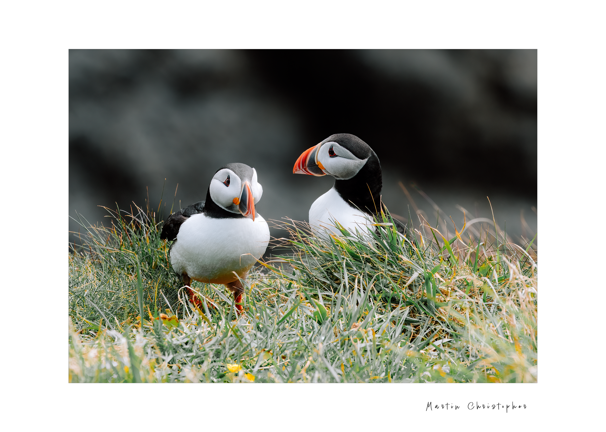 puffins44.png