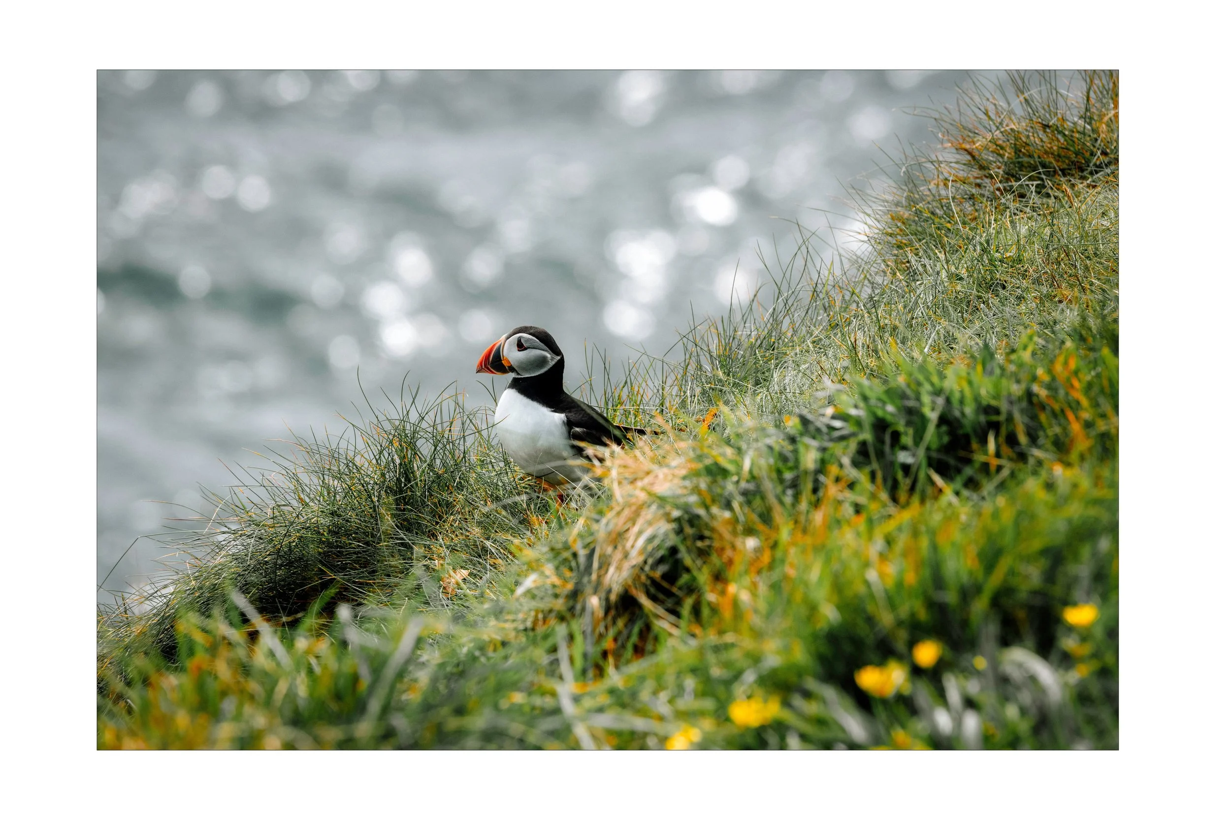 puffins33.jpeg