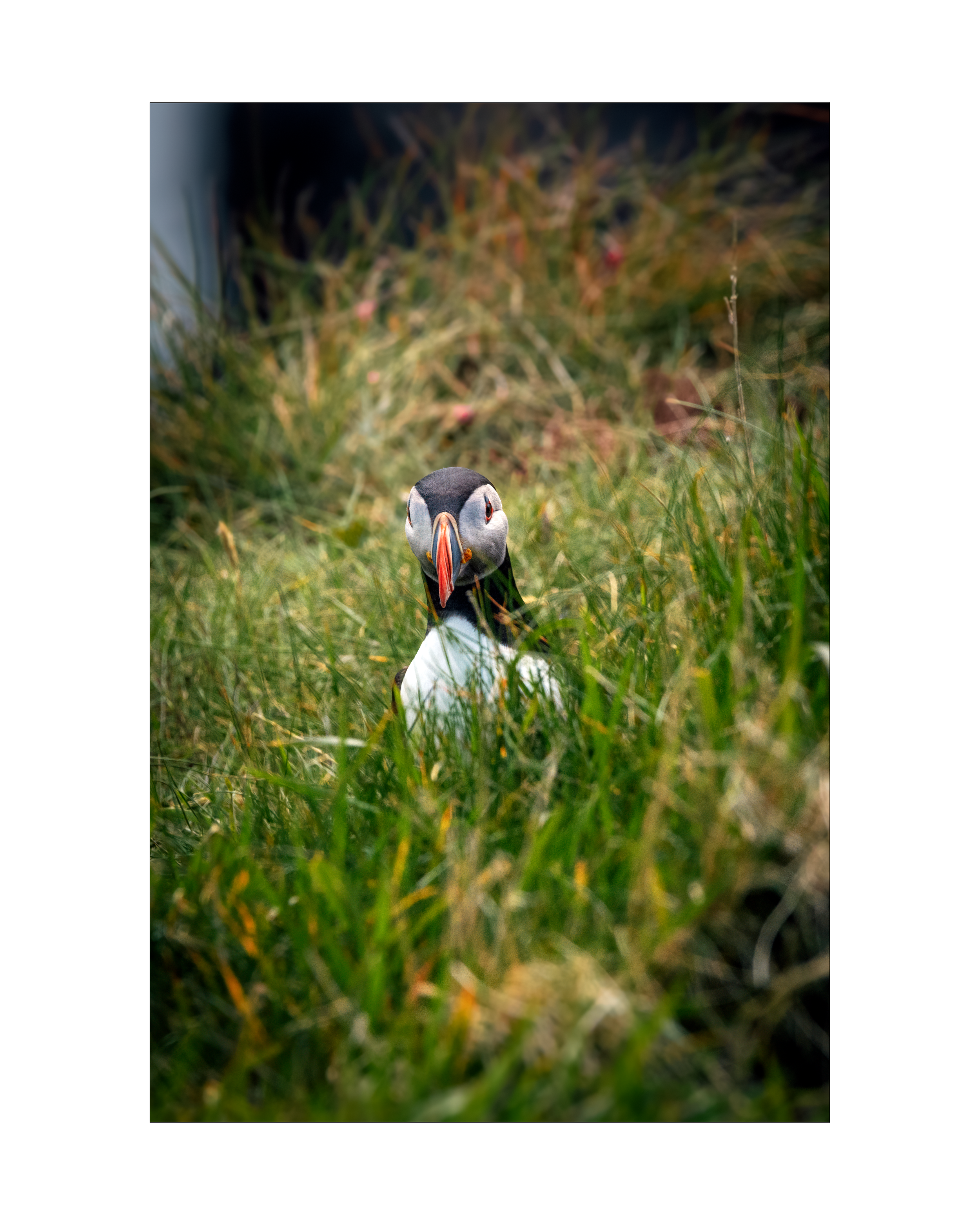puffins2.png