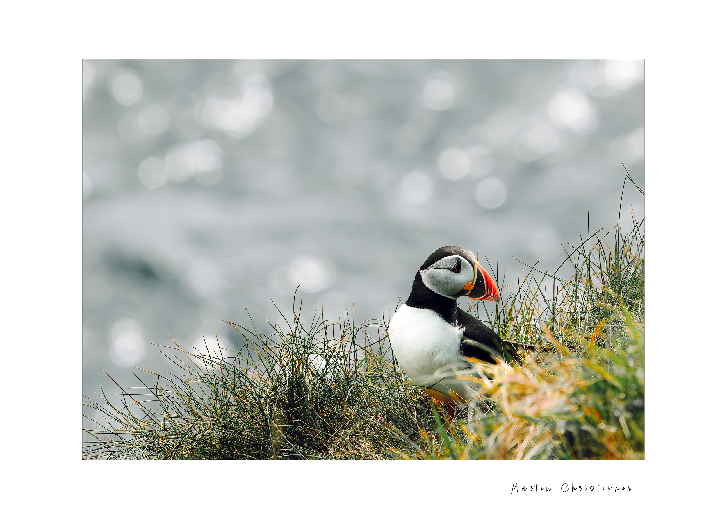 puffin1.png