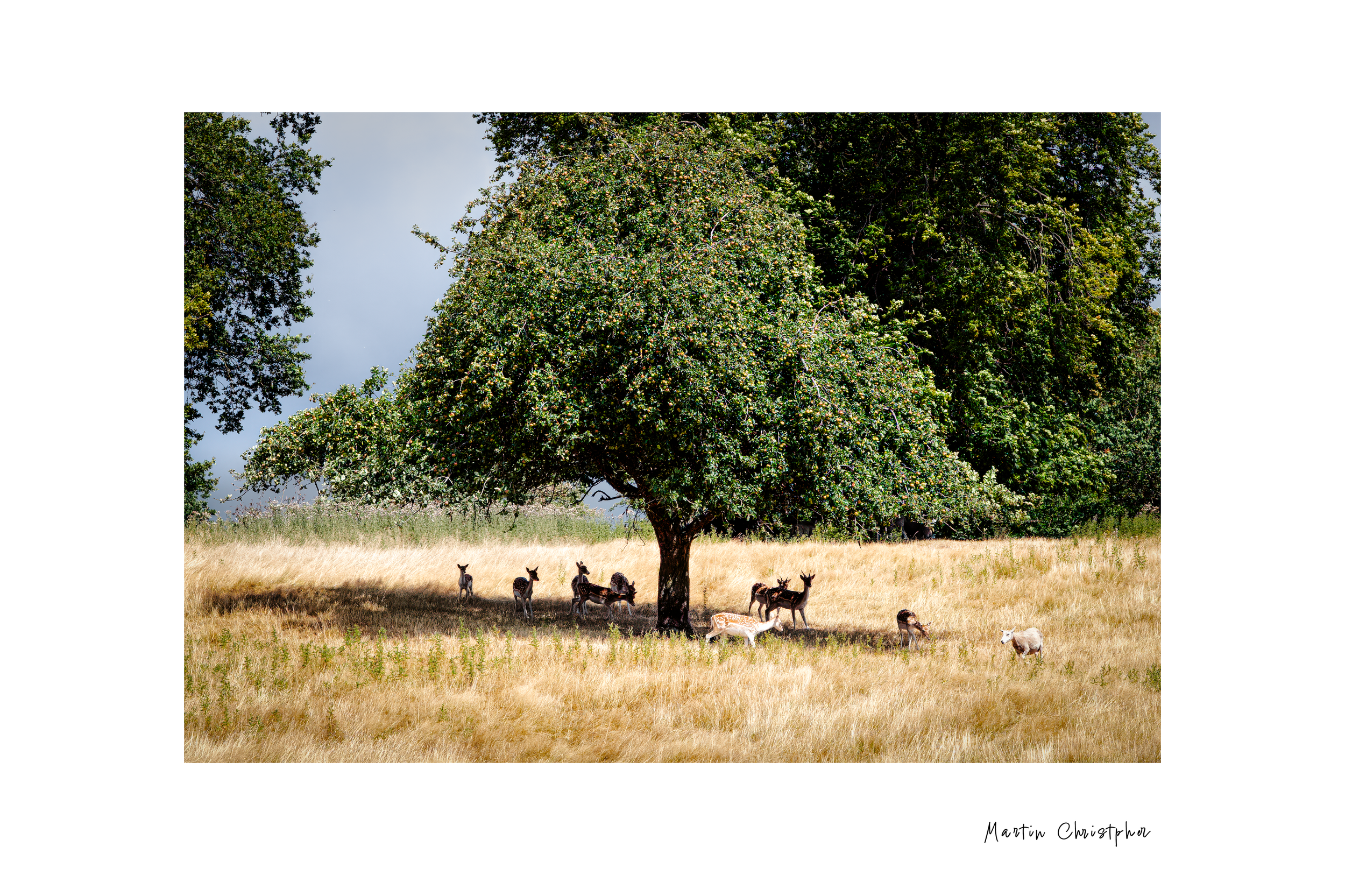 deer.png