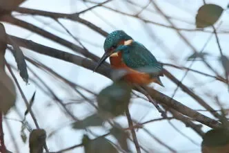 WW Kingfisher4.JPG.webp