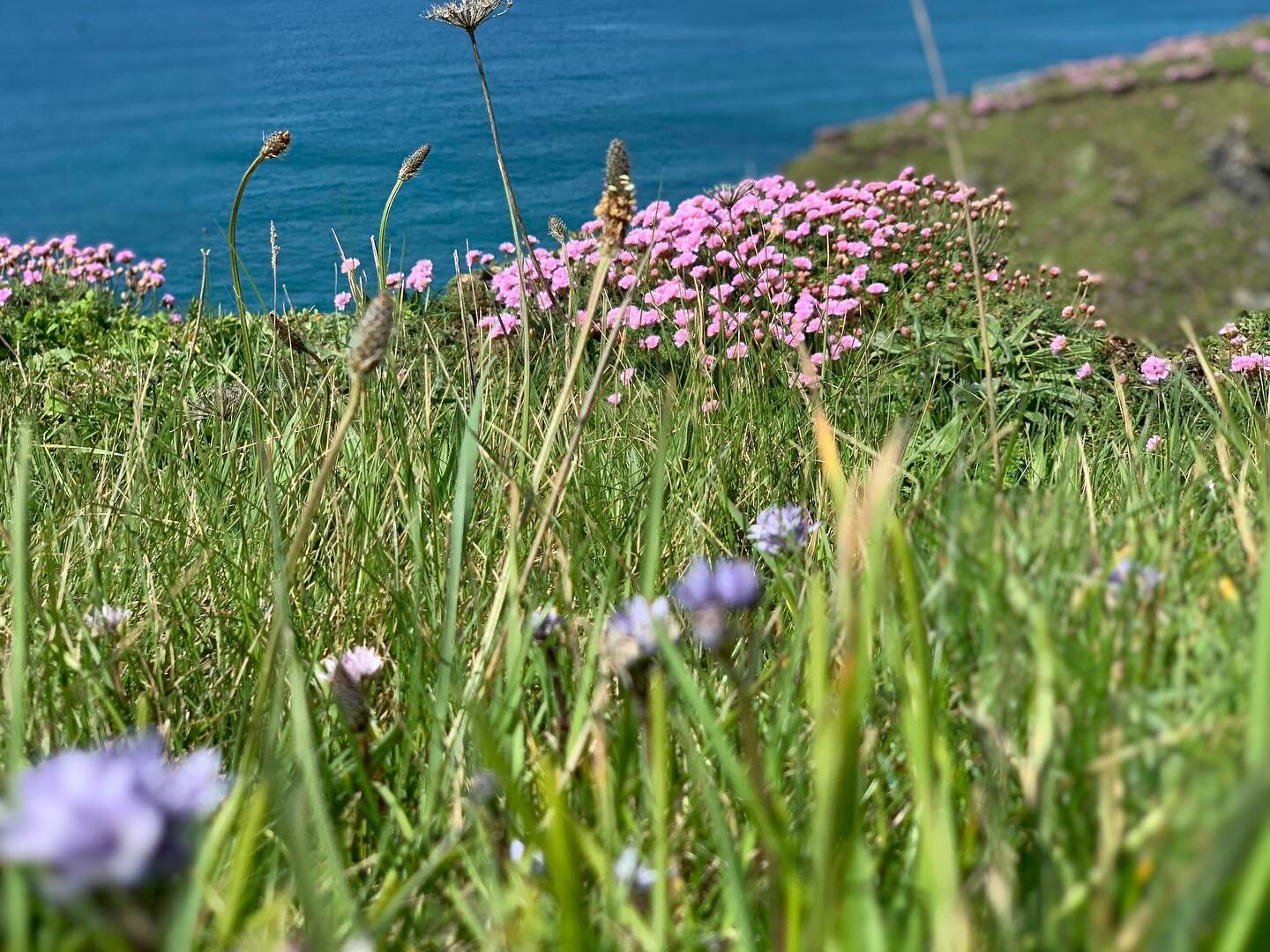 Colours of Cornwall 🌸
#pink
#blue
#springflowers
