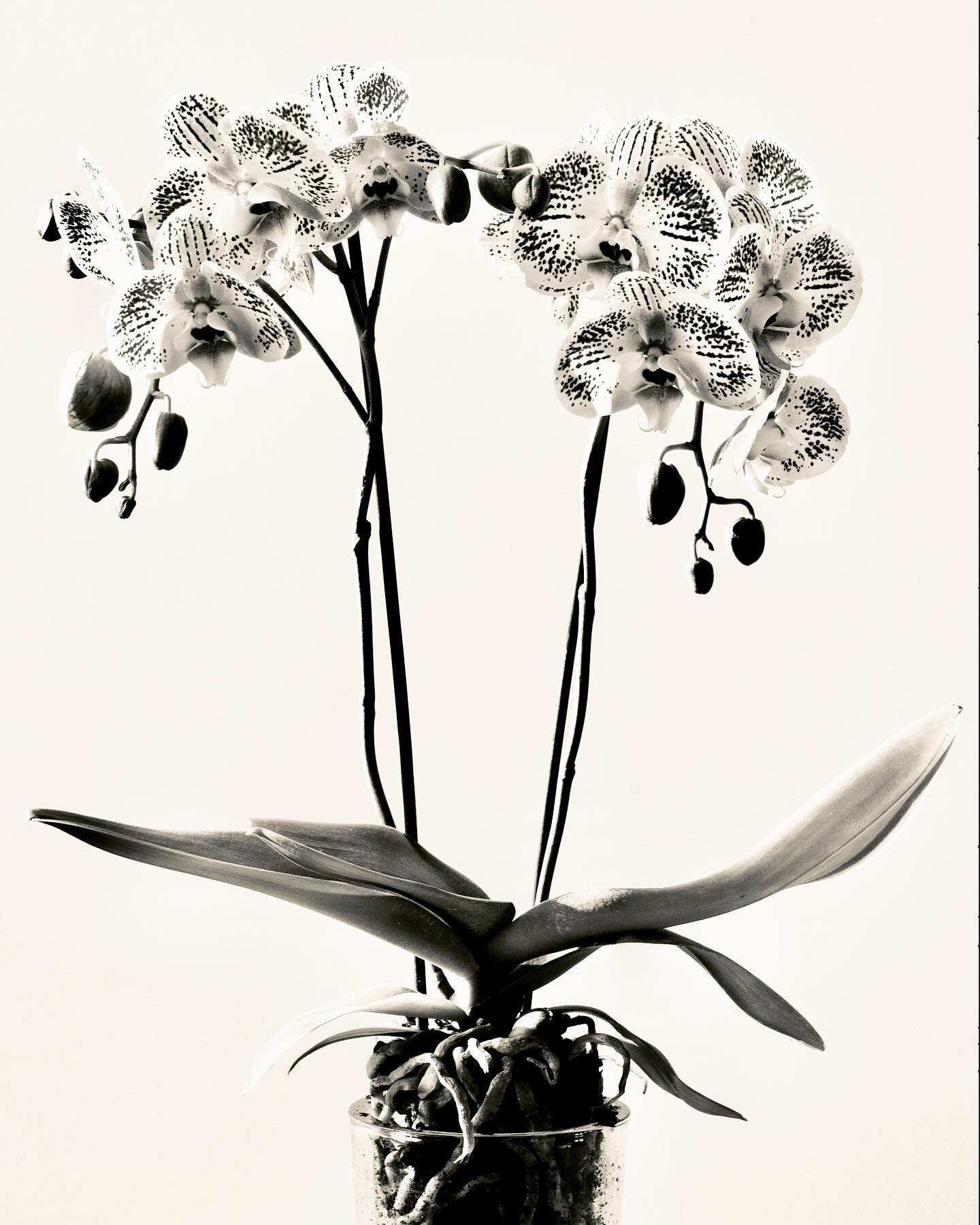 Orchid obsession
On a recent visit to @burfordgarden I couldn&rsquo;t resist this beautiful spotty specimen!
#orchid
#botanicalprints
#fineartphotography
#flowers
#blackandwhite
