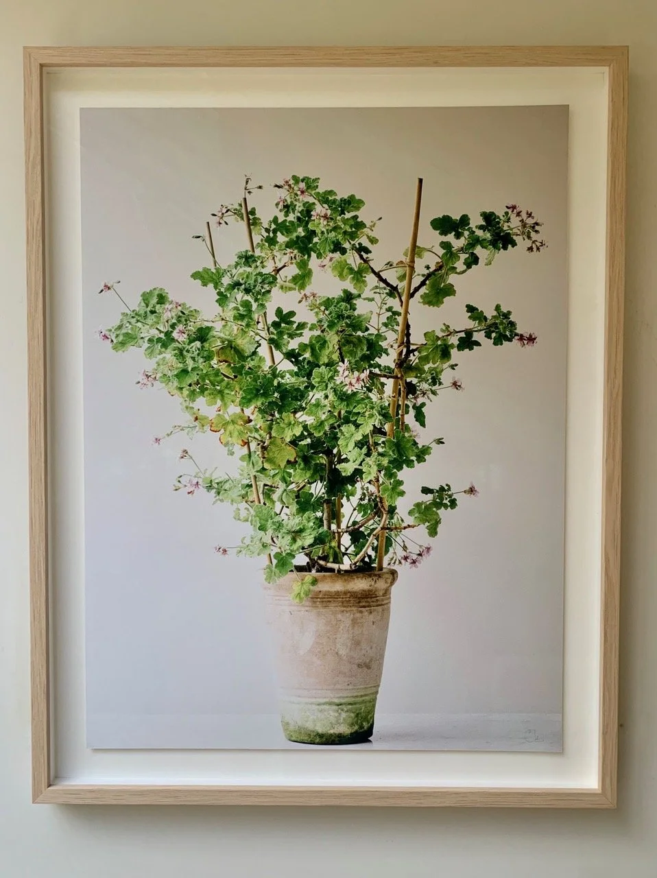 Framing example of Geranium Colour Prints