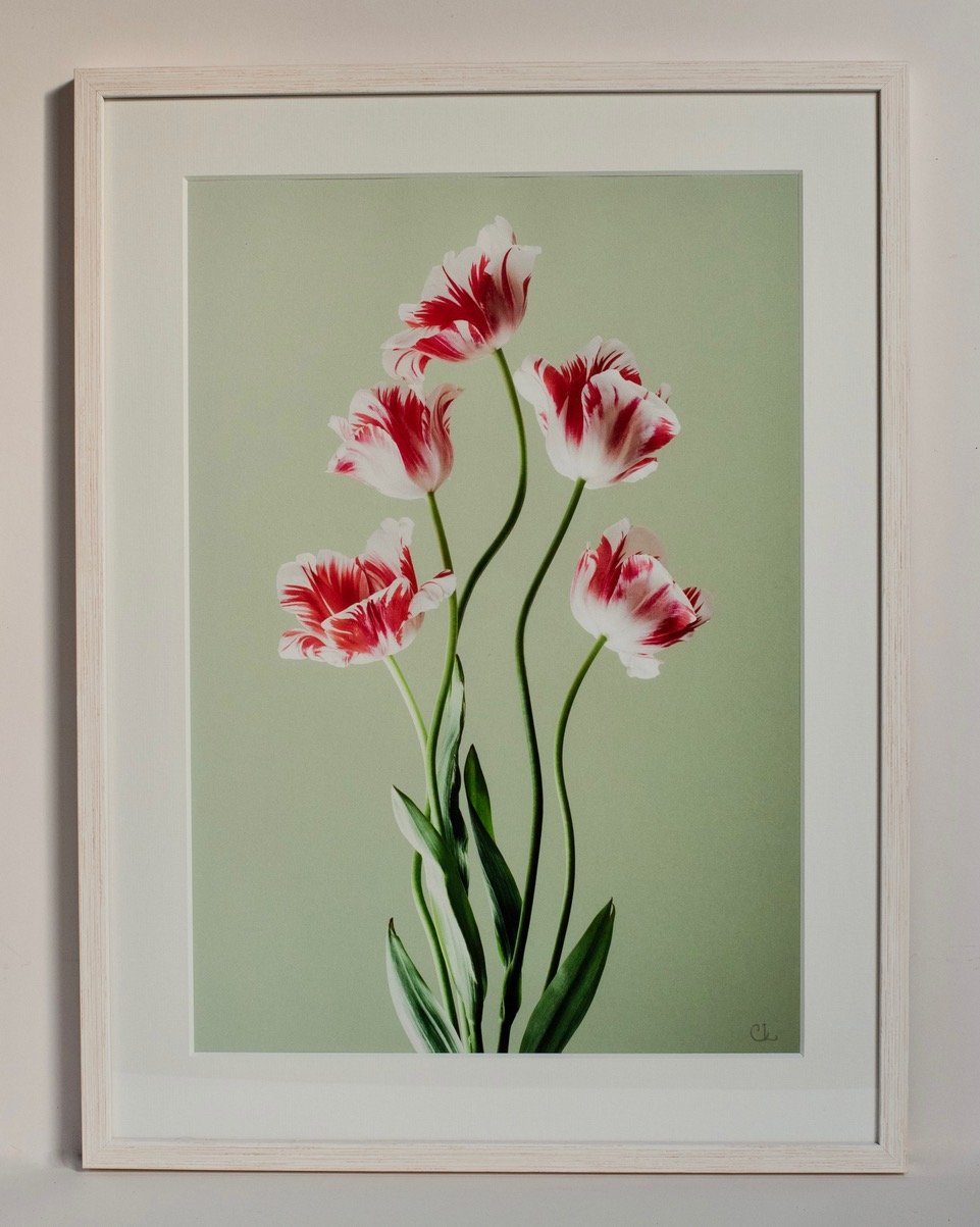 Framing example of Colour Prints