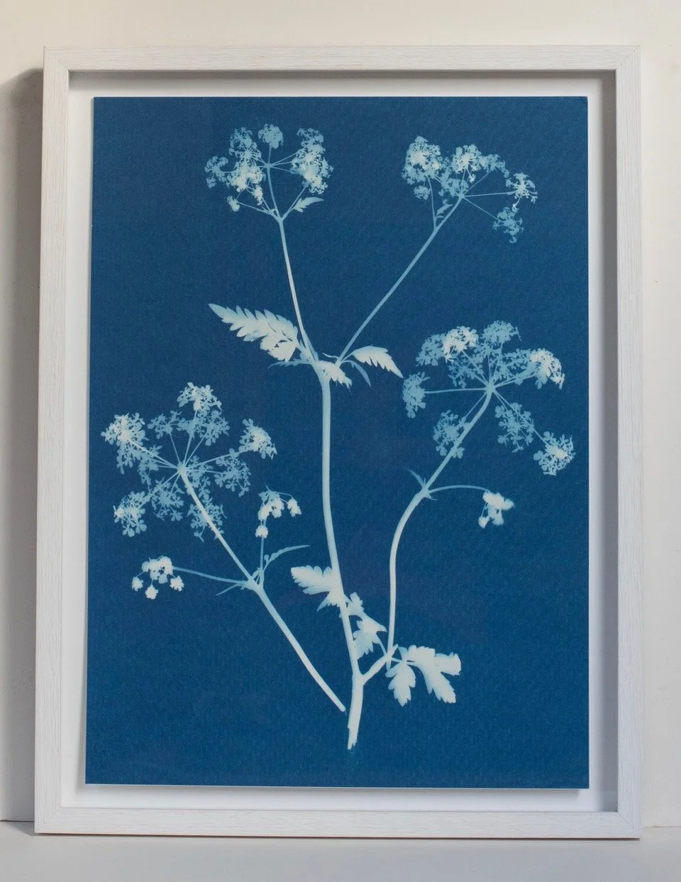 Framing example of Cyanotype Prints