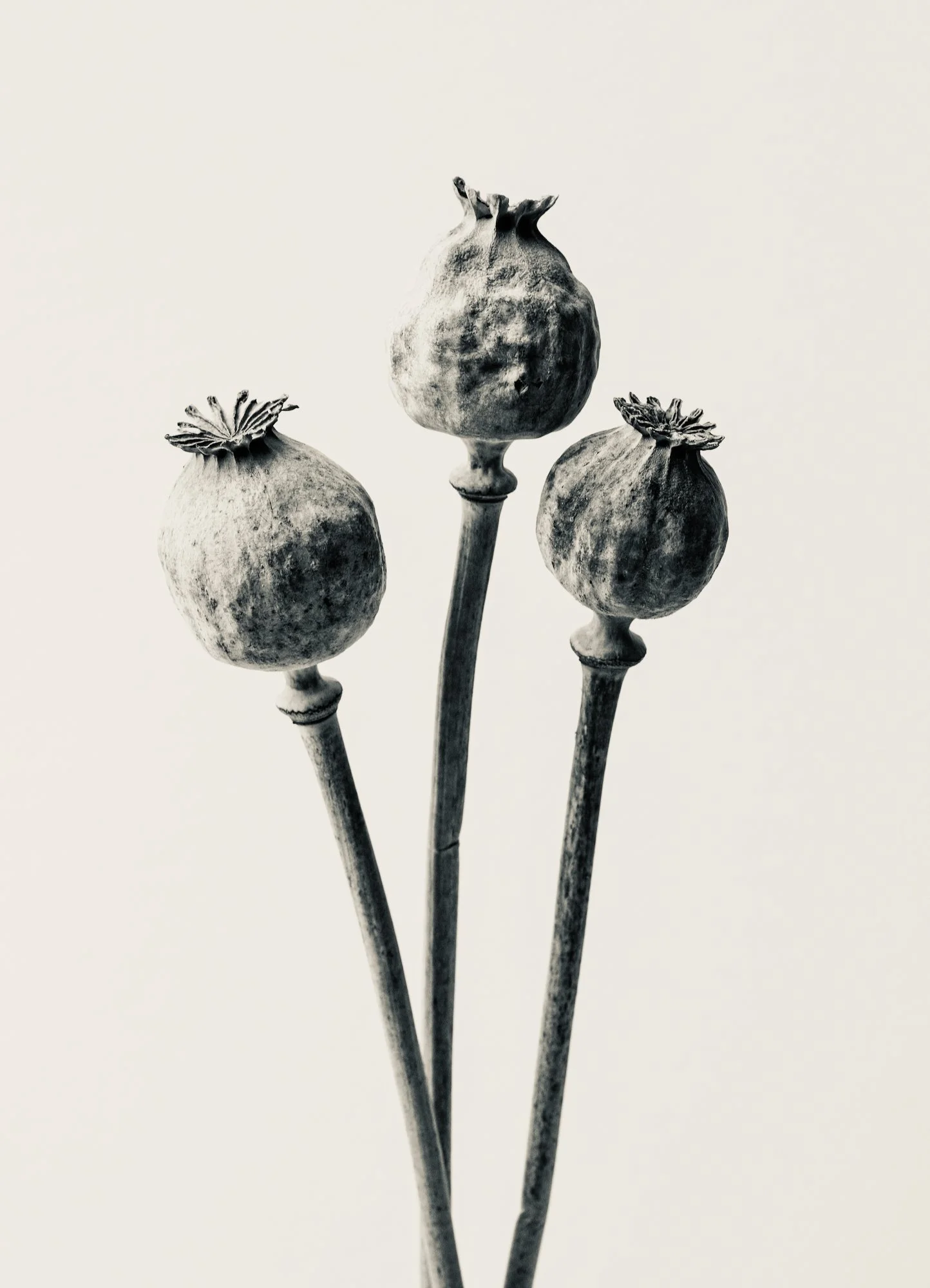 POPPY SEEDHEADS A3