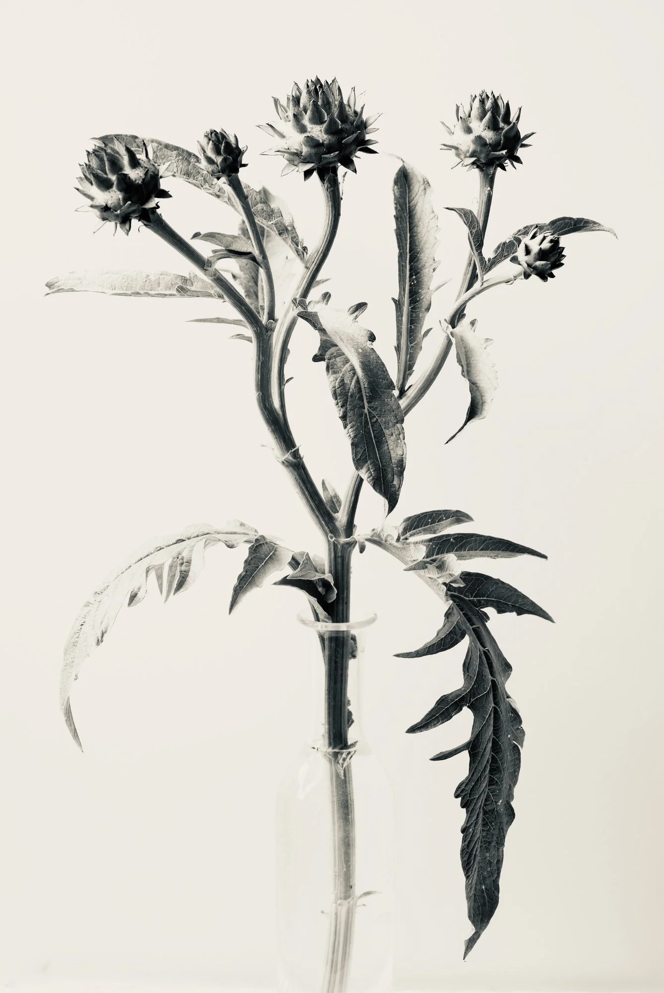 ARTICHOKE II 90x135cm