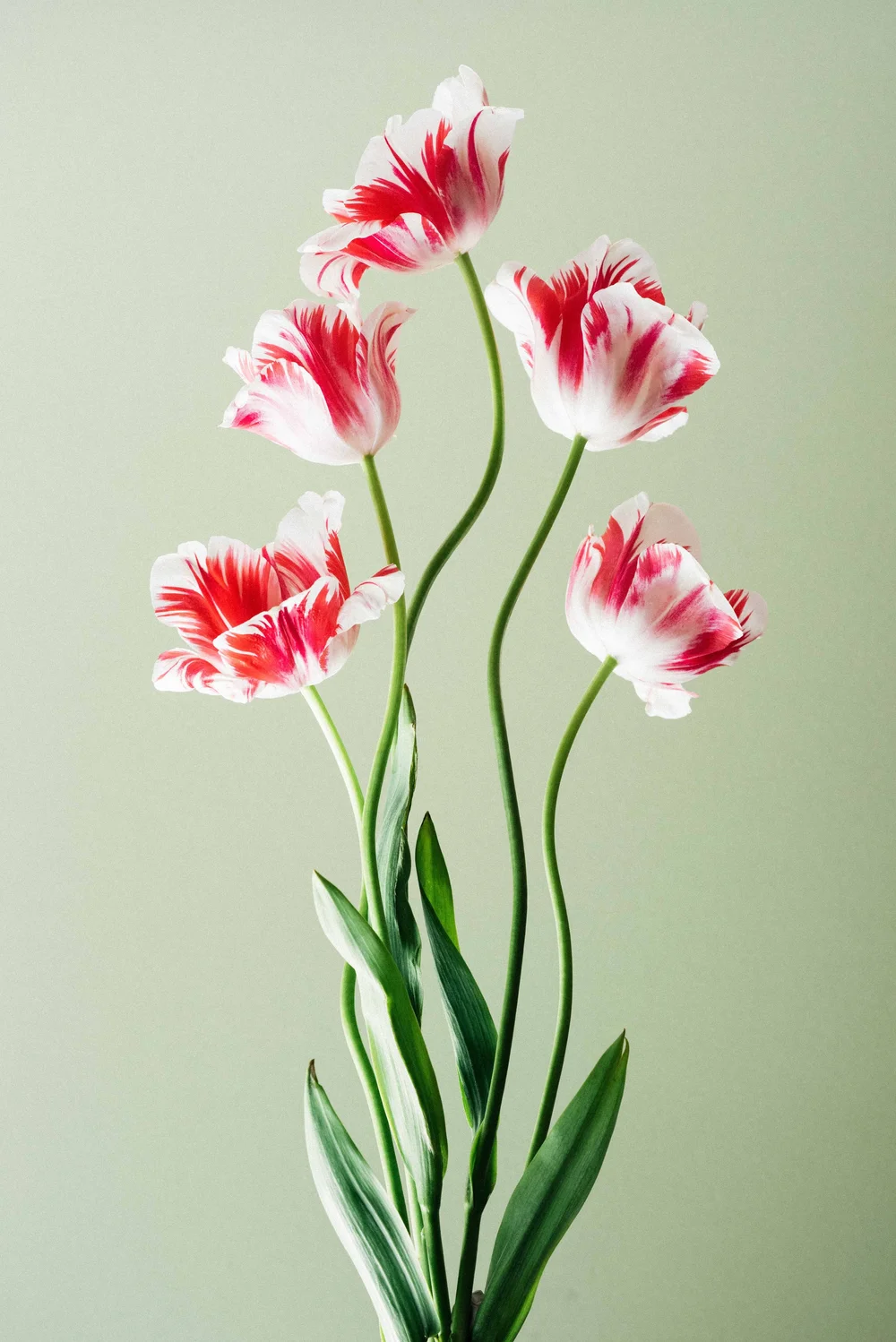 RASPBERRY RIPPLE TULIPS — CARRIE LEES STUDIO