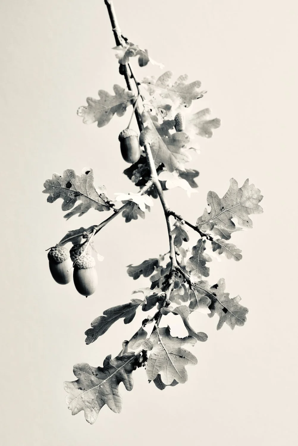 ACORNS 70x105cm