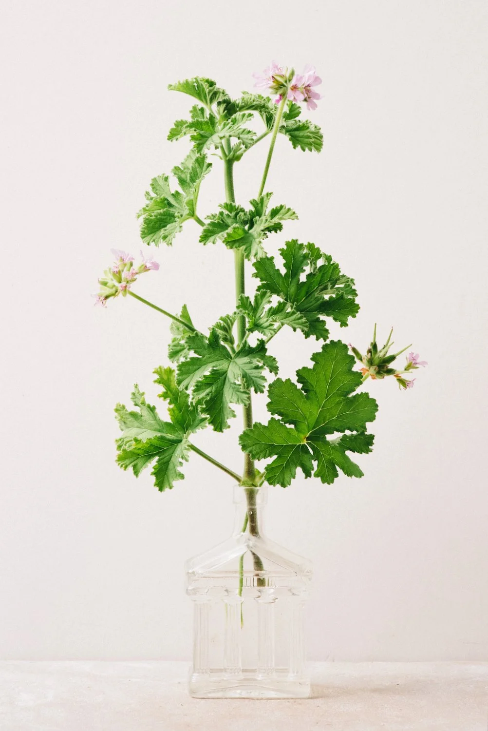 SCENTED GERANIUM A5
