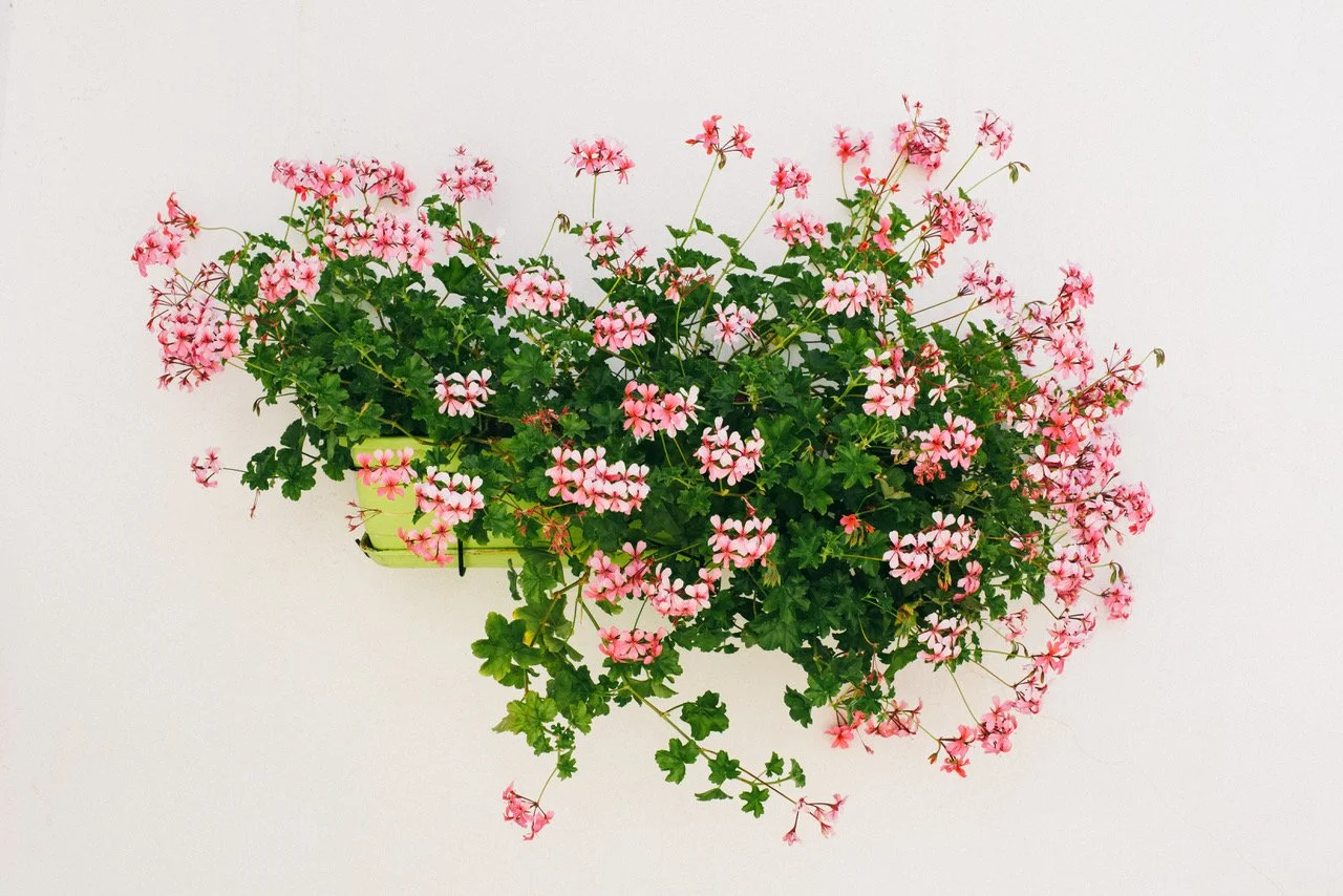 Trailing geranium.jpg