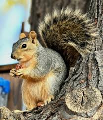 Discards Squirrel v1.jpg