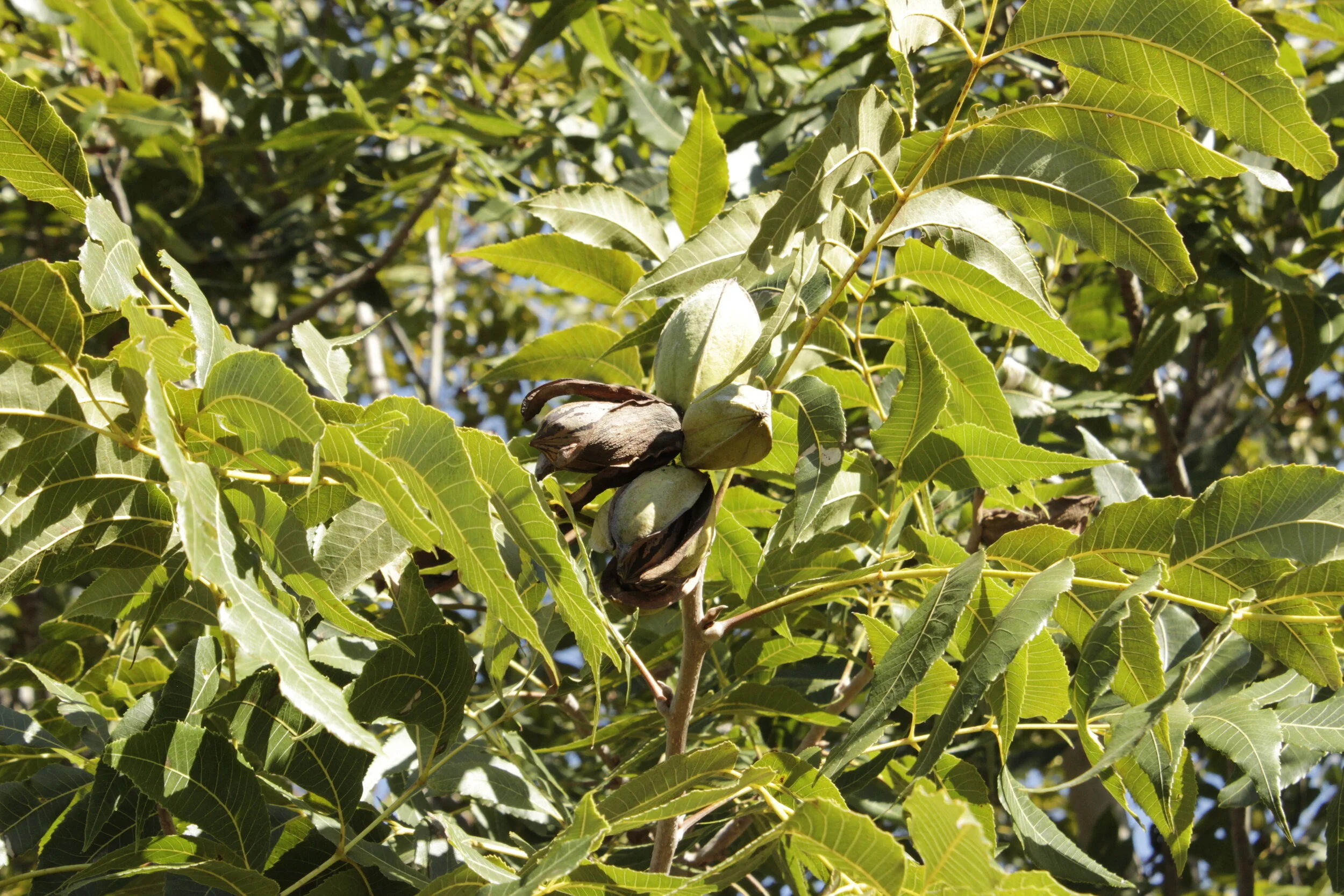 Close-up of a pecan tree with green leaves and mature pecan nuts, some in shells and some with shells cracked open, hanging from branches.