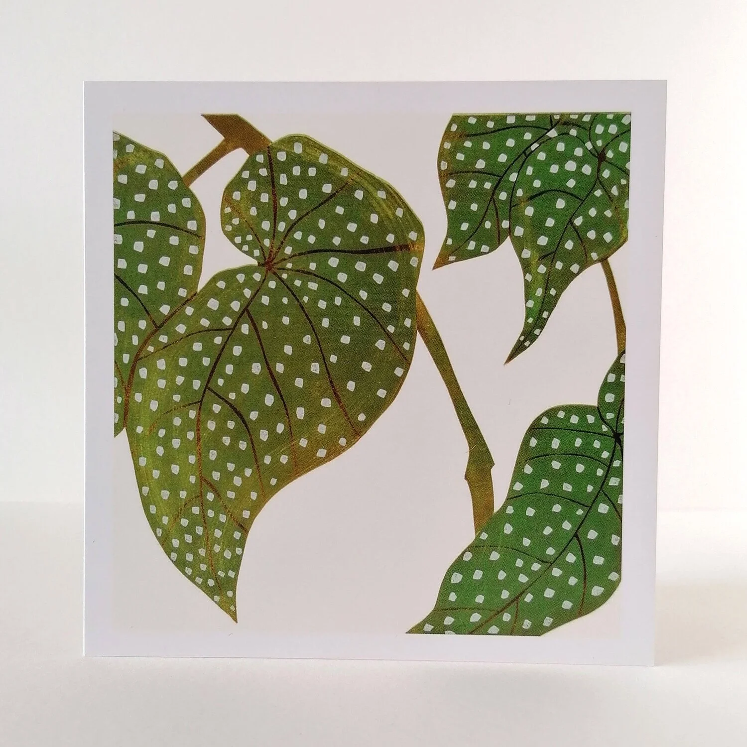 Elephant Ears Begonia Botanical Art Greeting Card