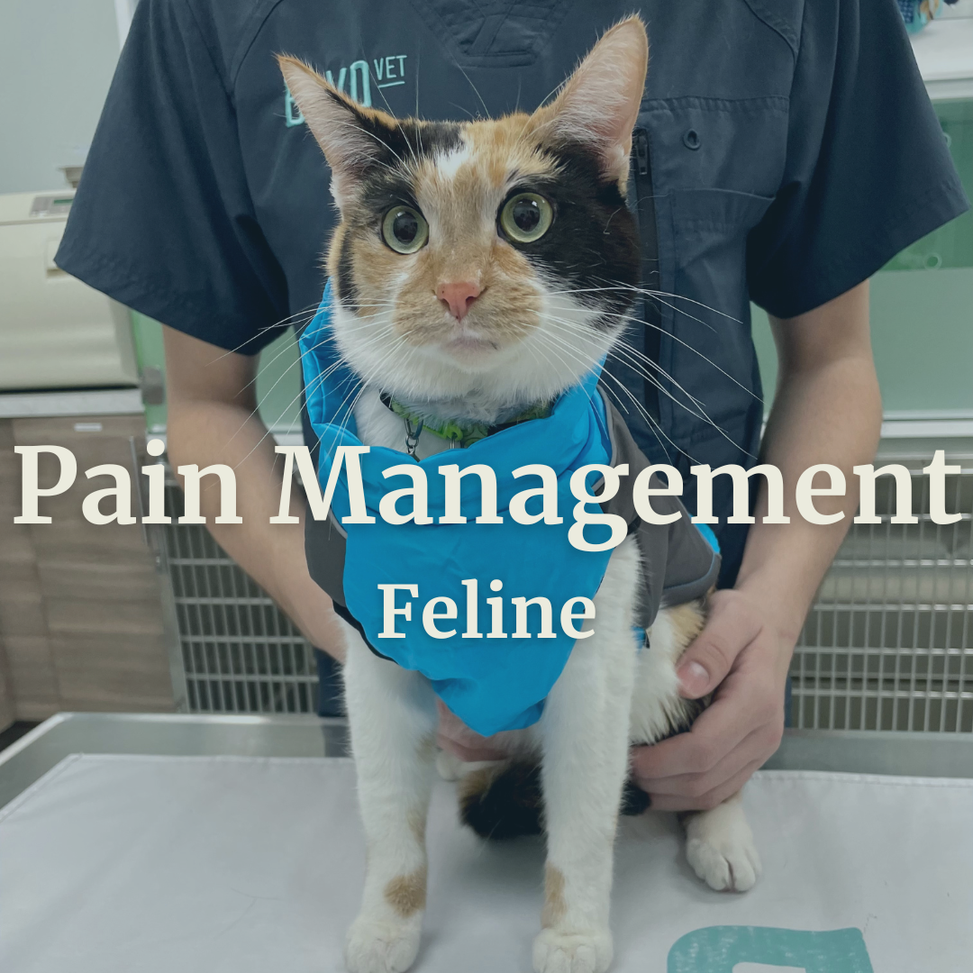 Feline Pain Management In Cats With Inflammatory Diseases preview
