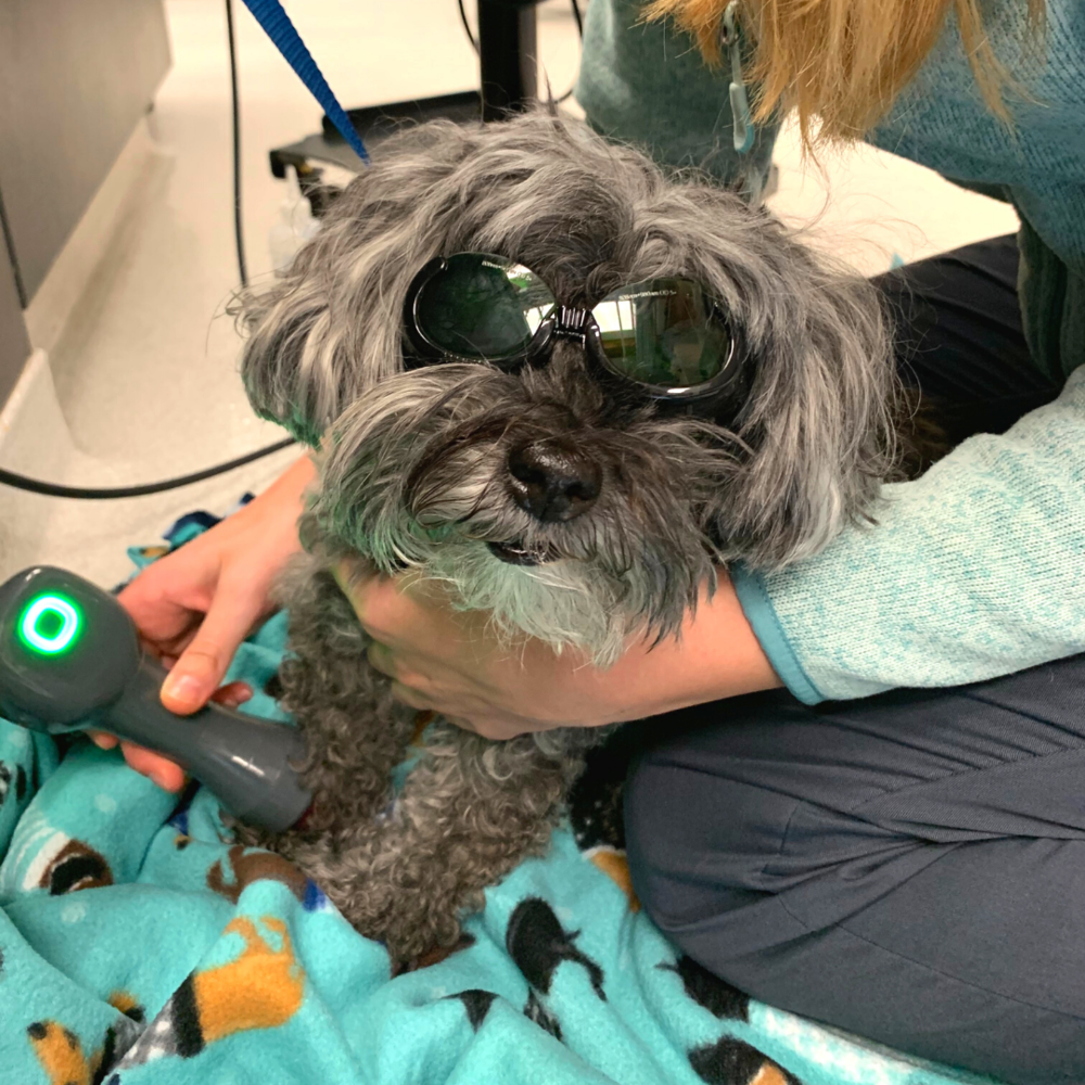 Now Offering Laser Therapy — BLVD Vet Chicago | Logan Square, River North,  Ravenswood