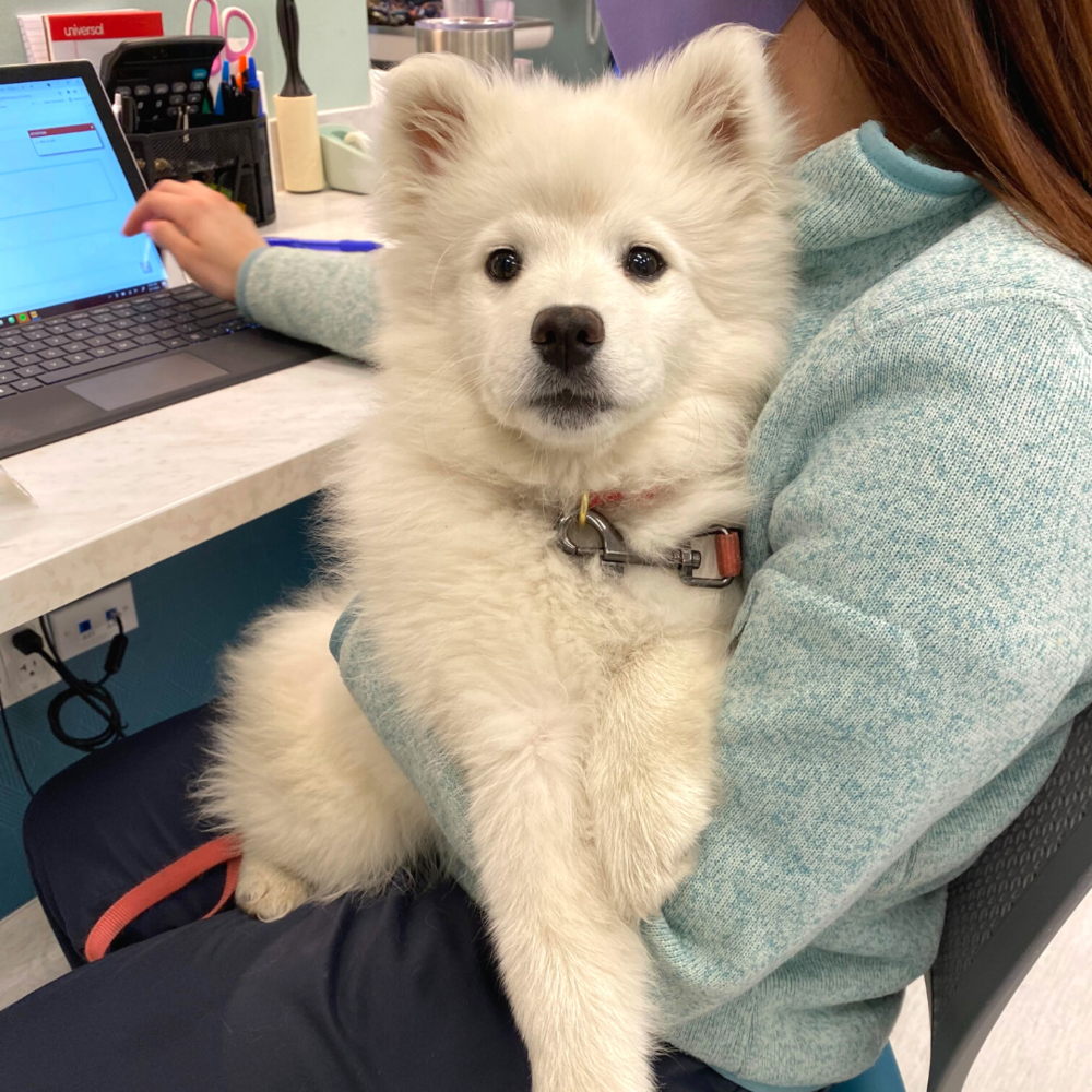 american eskimo dog is ill with infectious disease