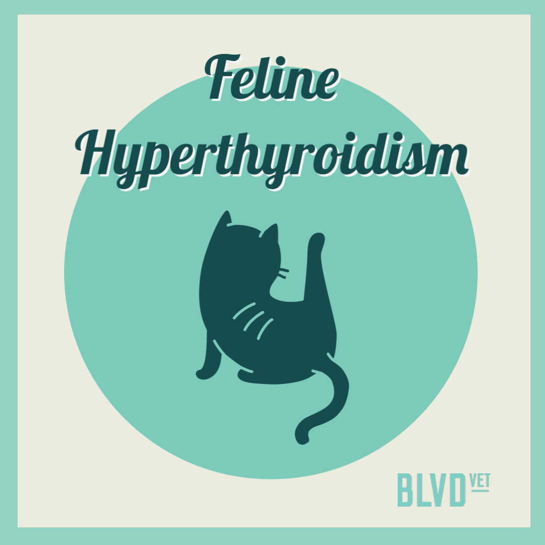 Image showcasing Pet Parent Guides — BLVD Vet Chicago | Logan Square, River North ...
