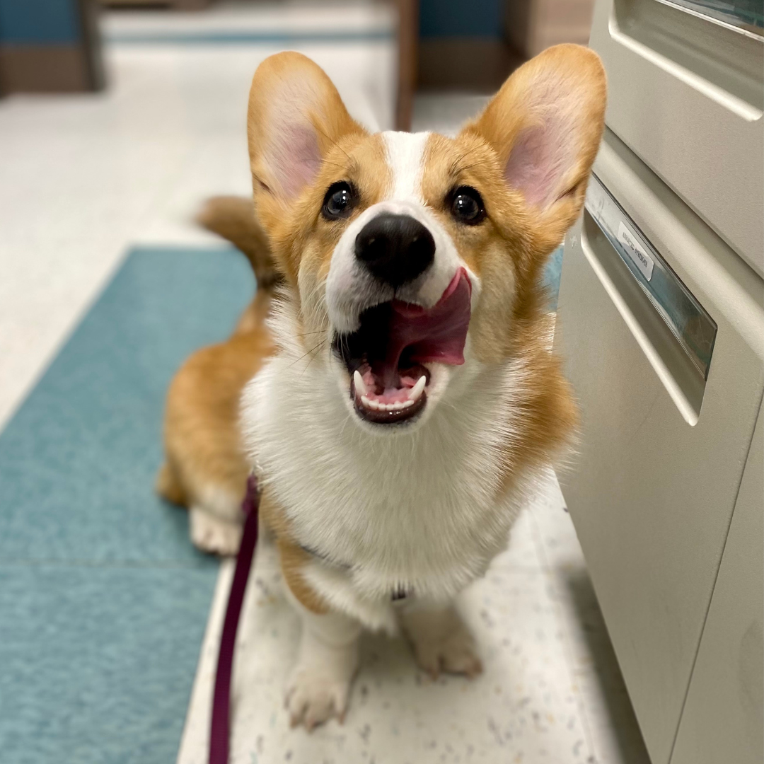 Corgo.png