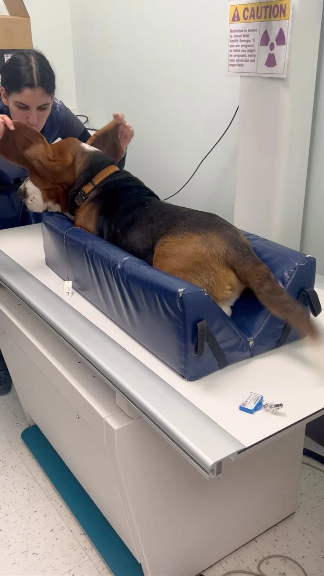 Leash Reactivity 101 with Dr. Erin Newman — BLVD Vet Chicago Logan