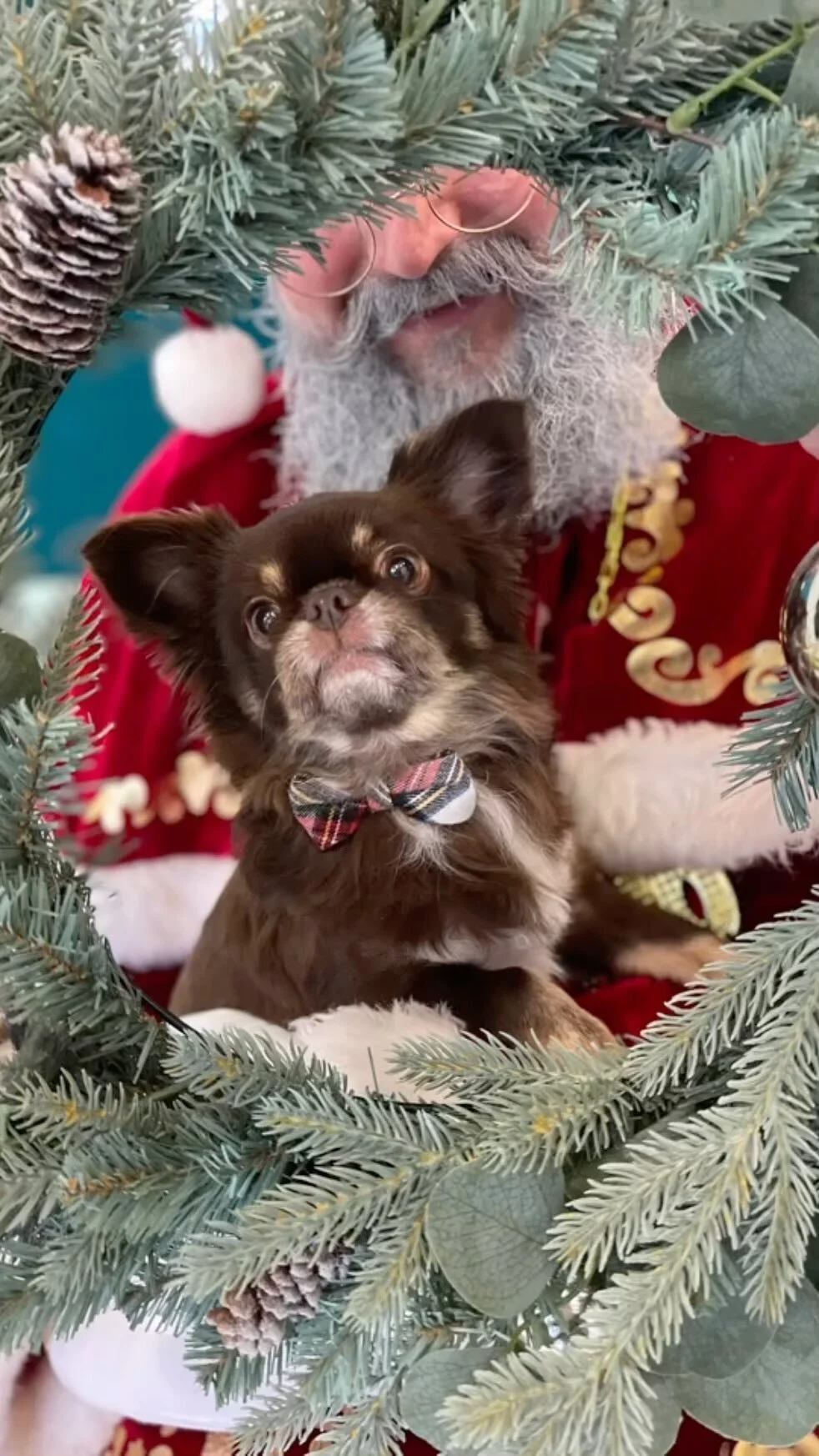 BLVD Vet Chicago Logan Square, River North, Ravenswood