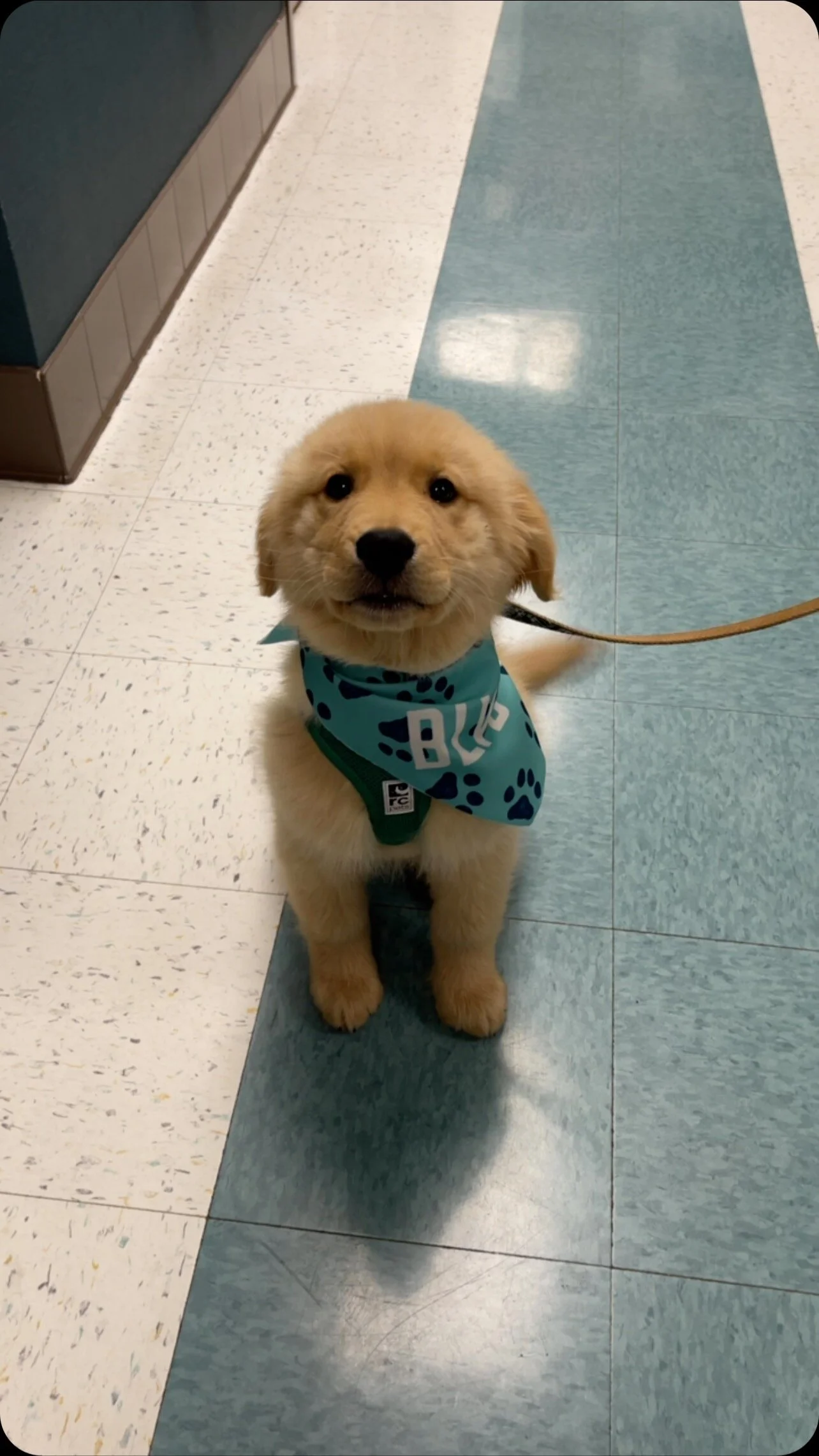 How to Trim Your Cat’s Nails — BLVD Vet Chicago Logan Square, River