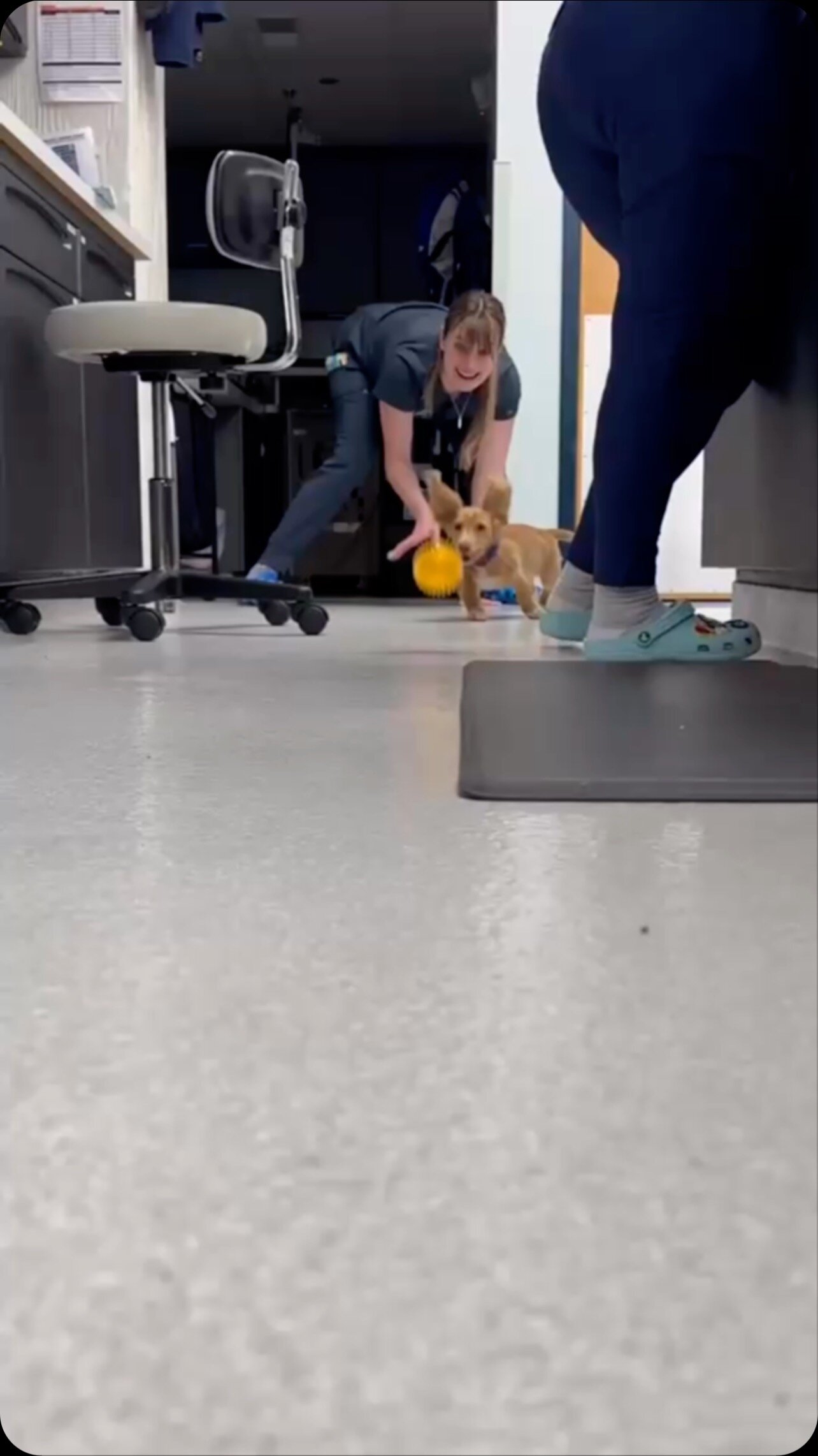 How to Trim Your Cat’s Nails — BLVD Vet Chicago Logan Square, River North, Ravenswood