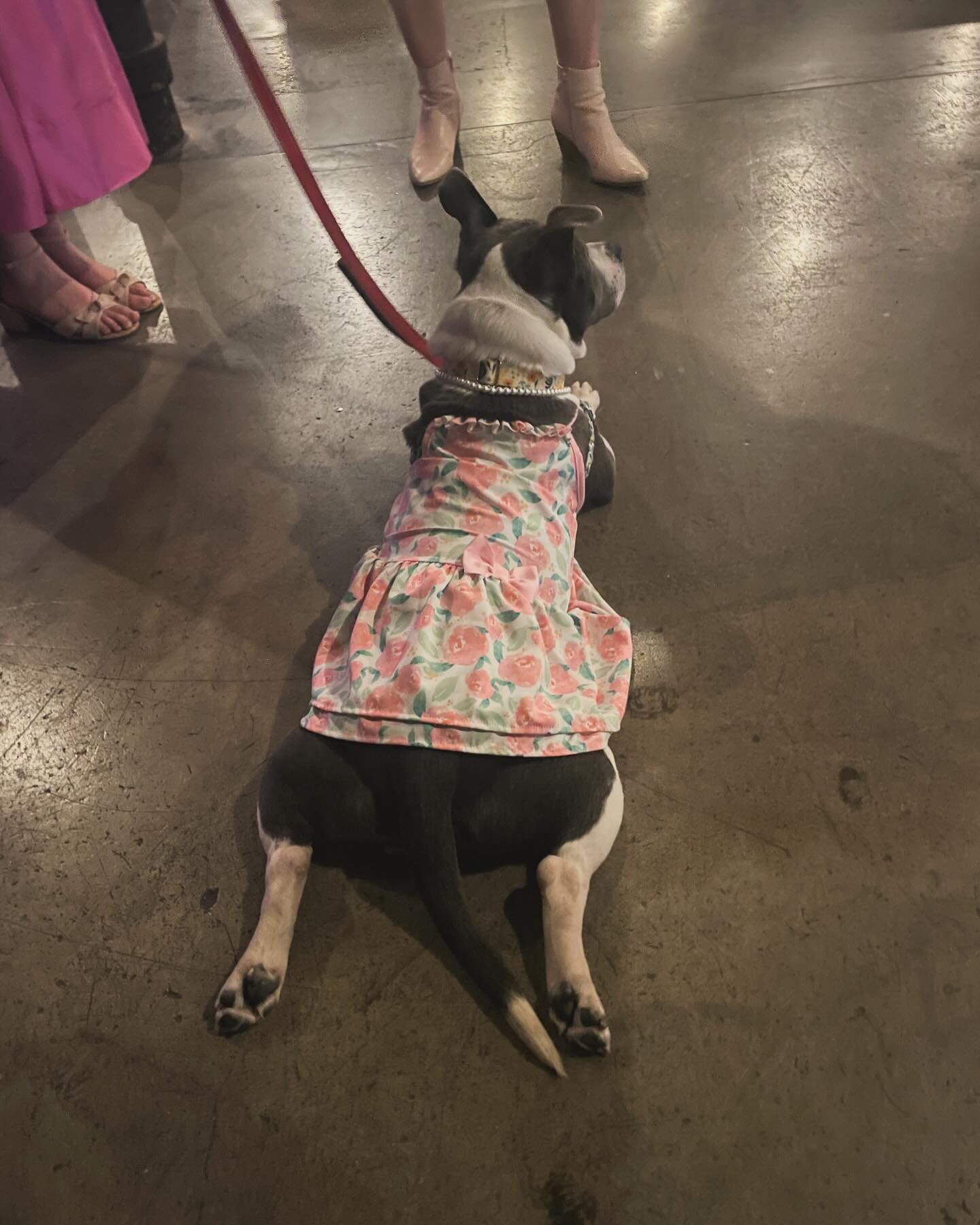 It&rsquo;s impossible to capture all the magic from the @onetailatatime Houndstooth Ball, but here are some of the best bits 🐾✨⁣
⁣
It was a pleasure to help sponsor the event and an even greater pleasure to hit the town with the dawgs, as they say! 