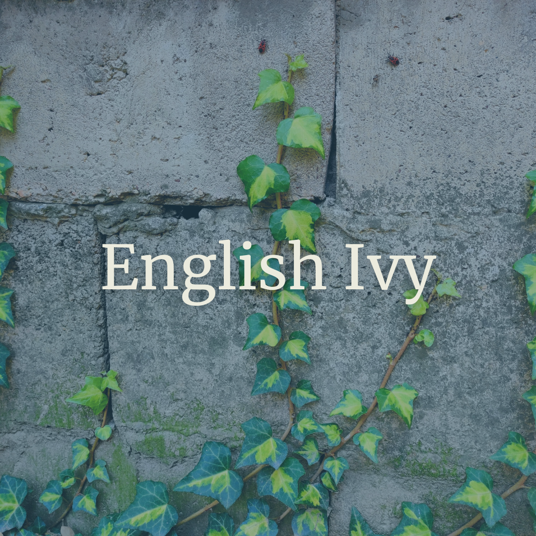 English Ivy.png