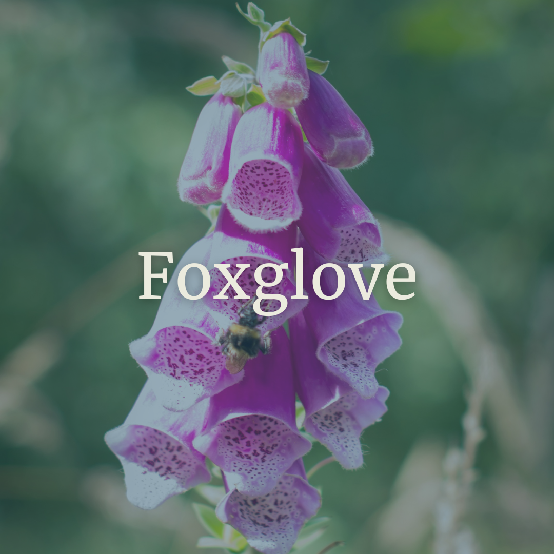 foxglove.png