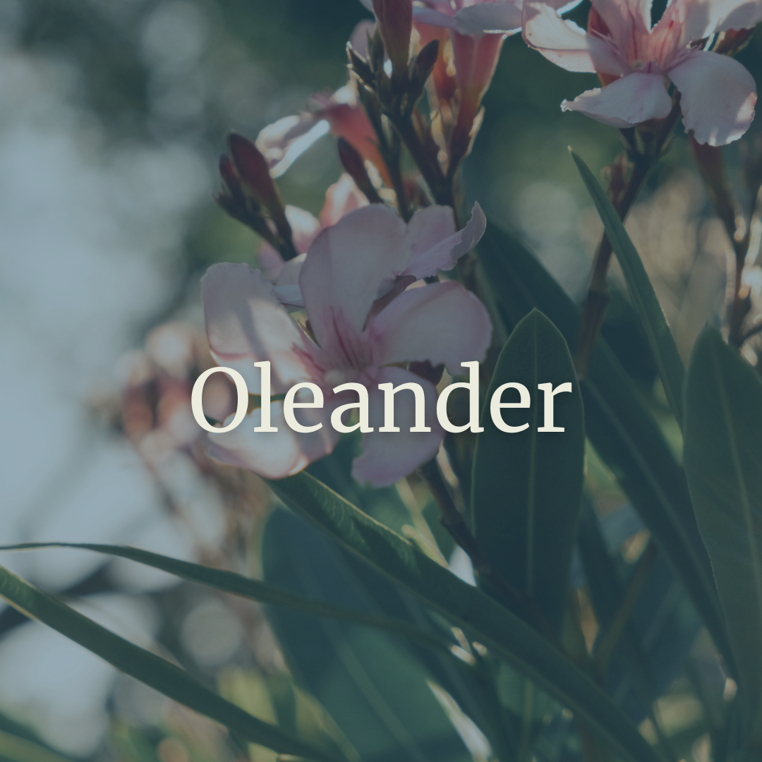 Oleander.png