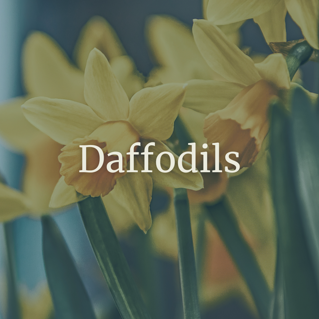 Daffodils.png