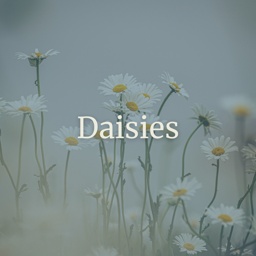 Daisies.png