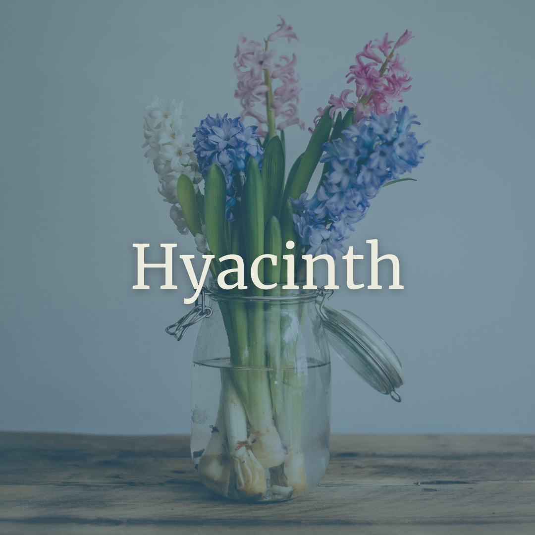 Hyacinth.png