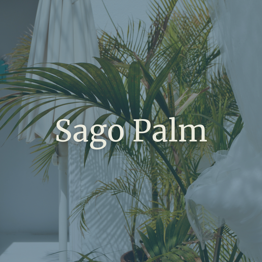 Sago Palm.png