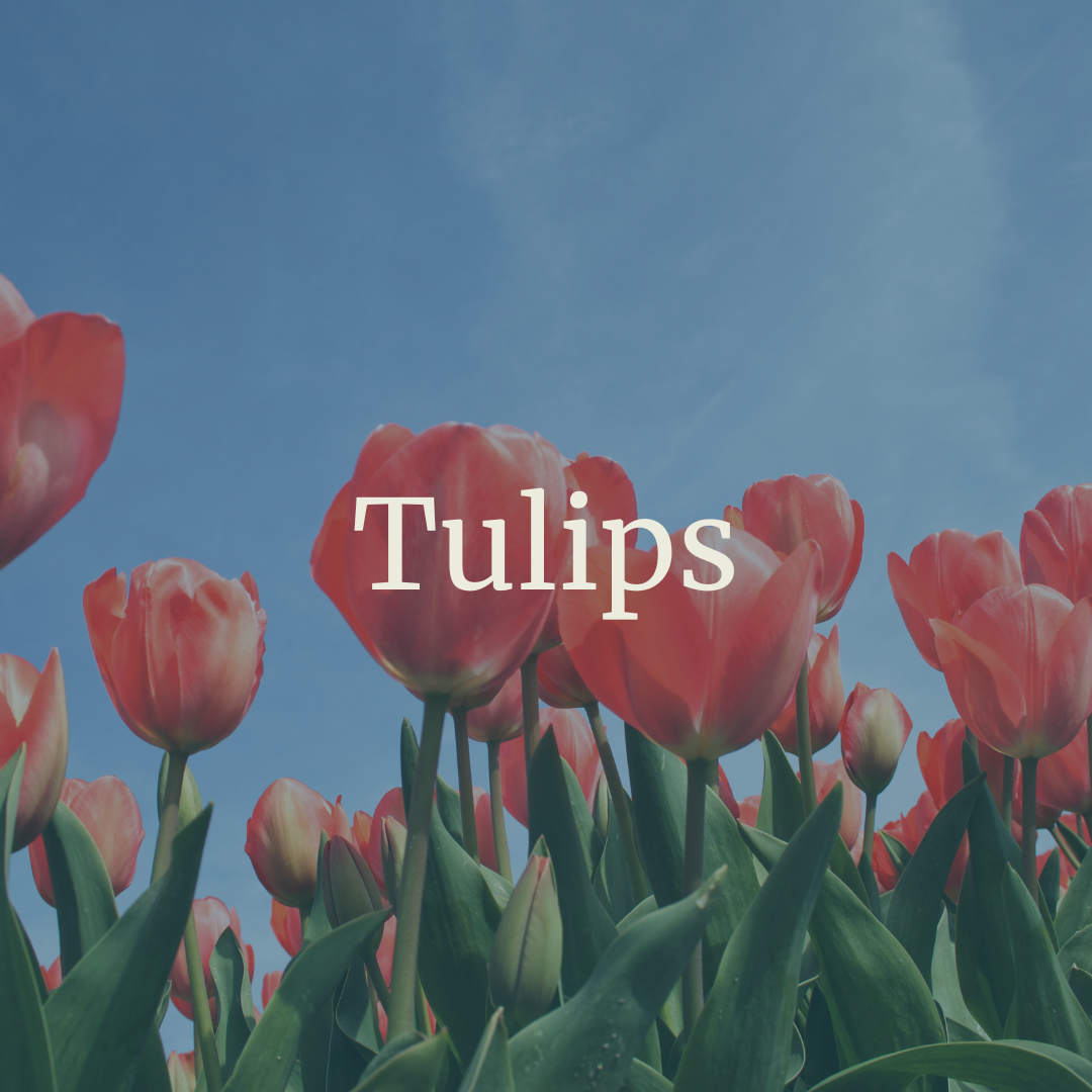 Tulips.png