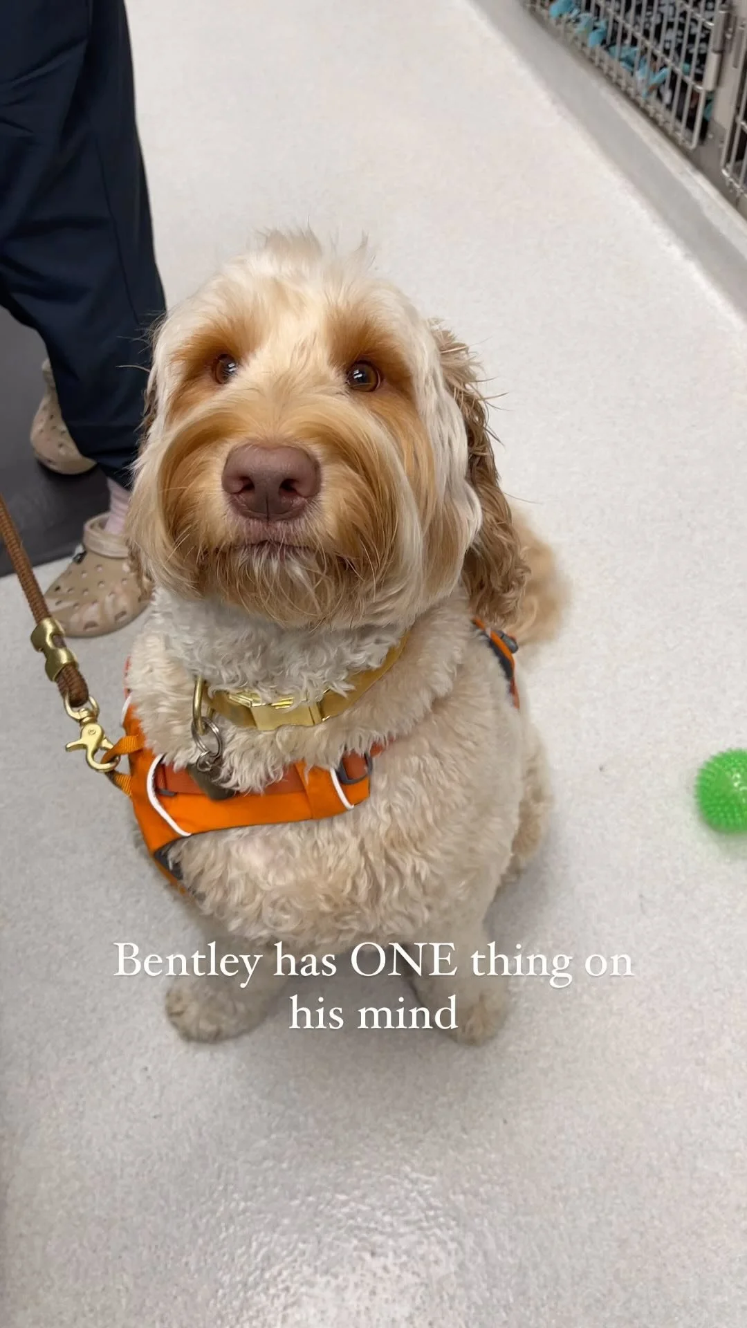 Lakeview East — BLVD Vet Chicago Logan Square, River North, Ravenswood