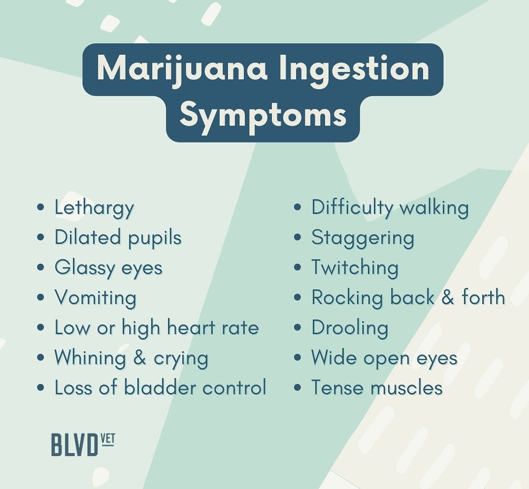 For those who partake&hellip;

If you believe your pet has ingested marijuana, seek veterinary attention right away and do not wait for symptoms to appear; we can often induce vomiting and prevent toxicity.